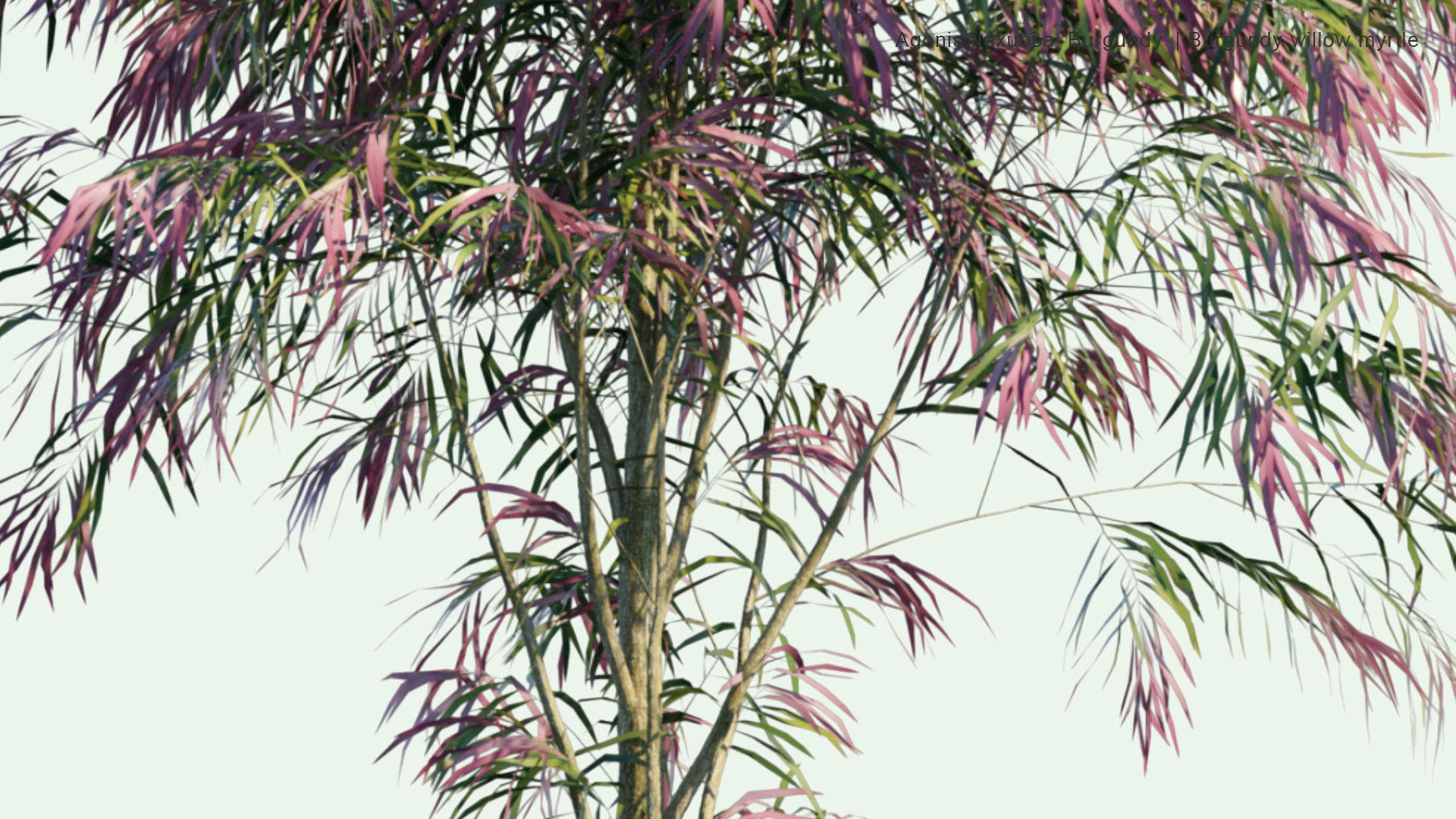 2D Agonis Flexuosa 'Burgundy' - Burgundy Willow Myrtle