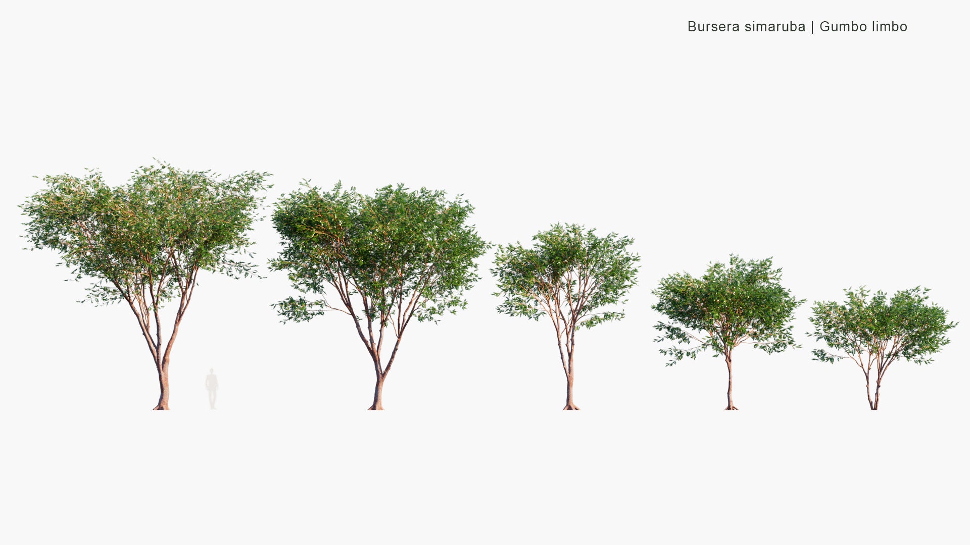Bursera Simaruba 3D Model