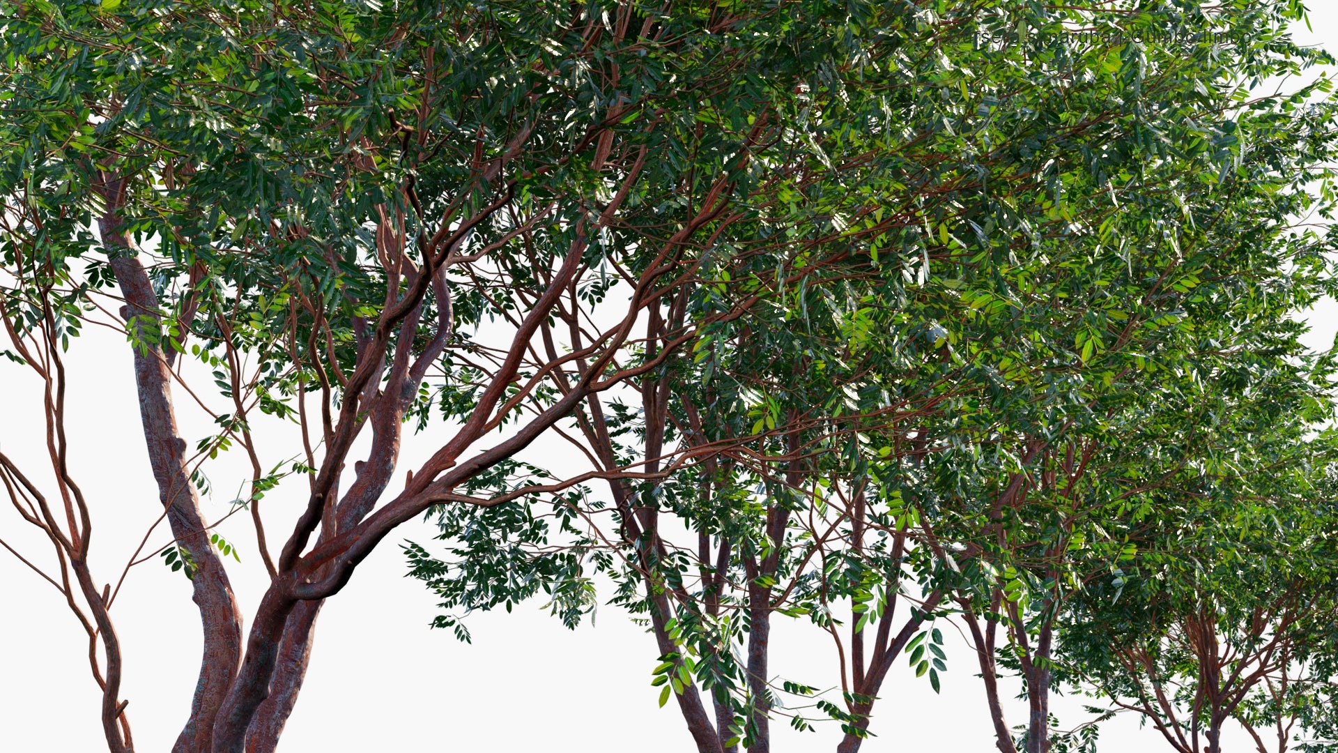 Bursera Simaruba 3D Model