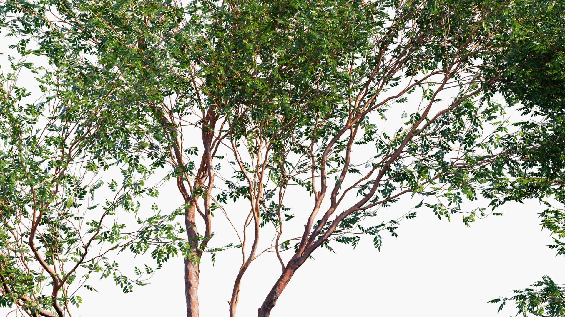 Bursera Simaruba 3D Model