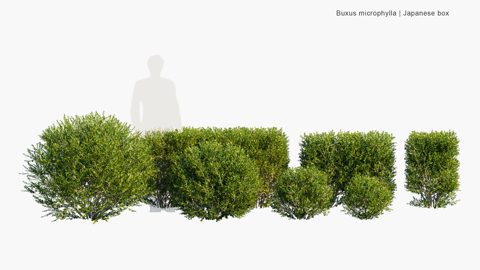 Buxus Microphylla - Japanese Box, Littleleaf Box (3D Model)