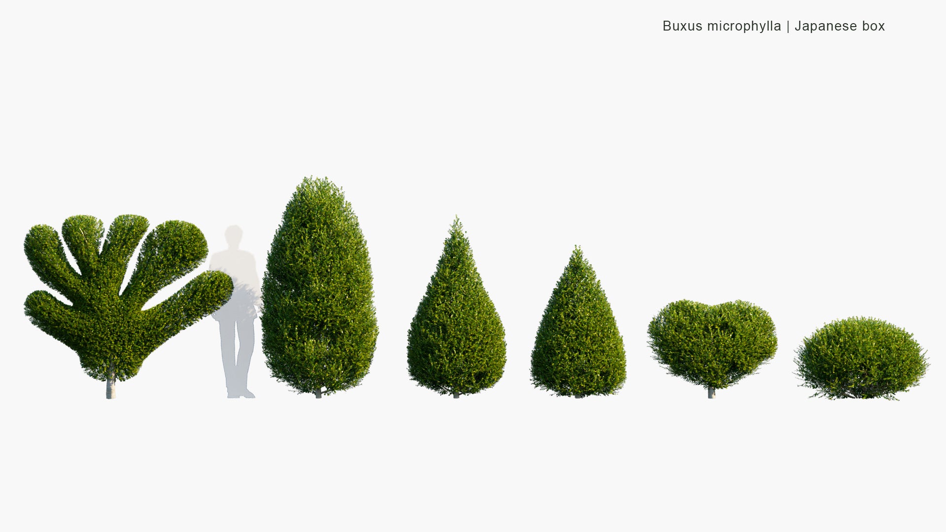 Buxus Microphylla - Japanese Box, Littleleaf Box (3D Model)