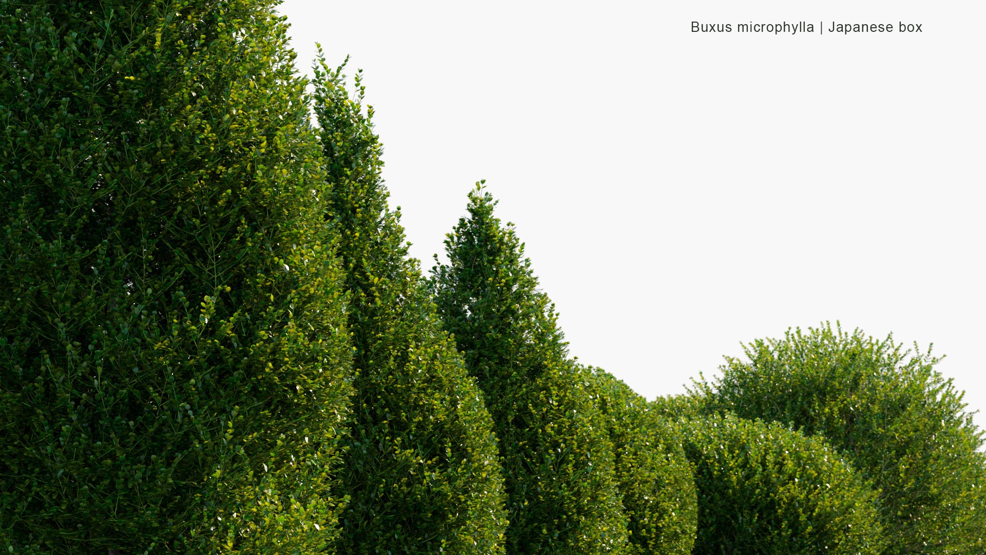 Buxus Microphylla - Japanese Box, Littleleaf Box (3D Model)