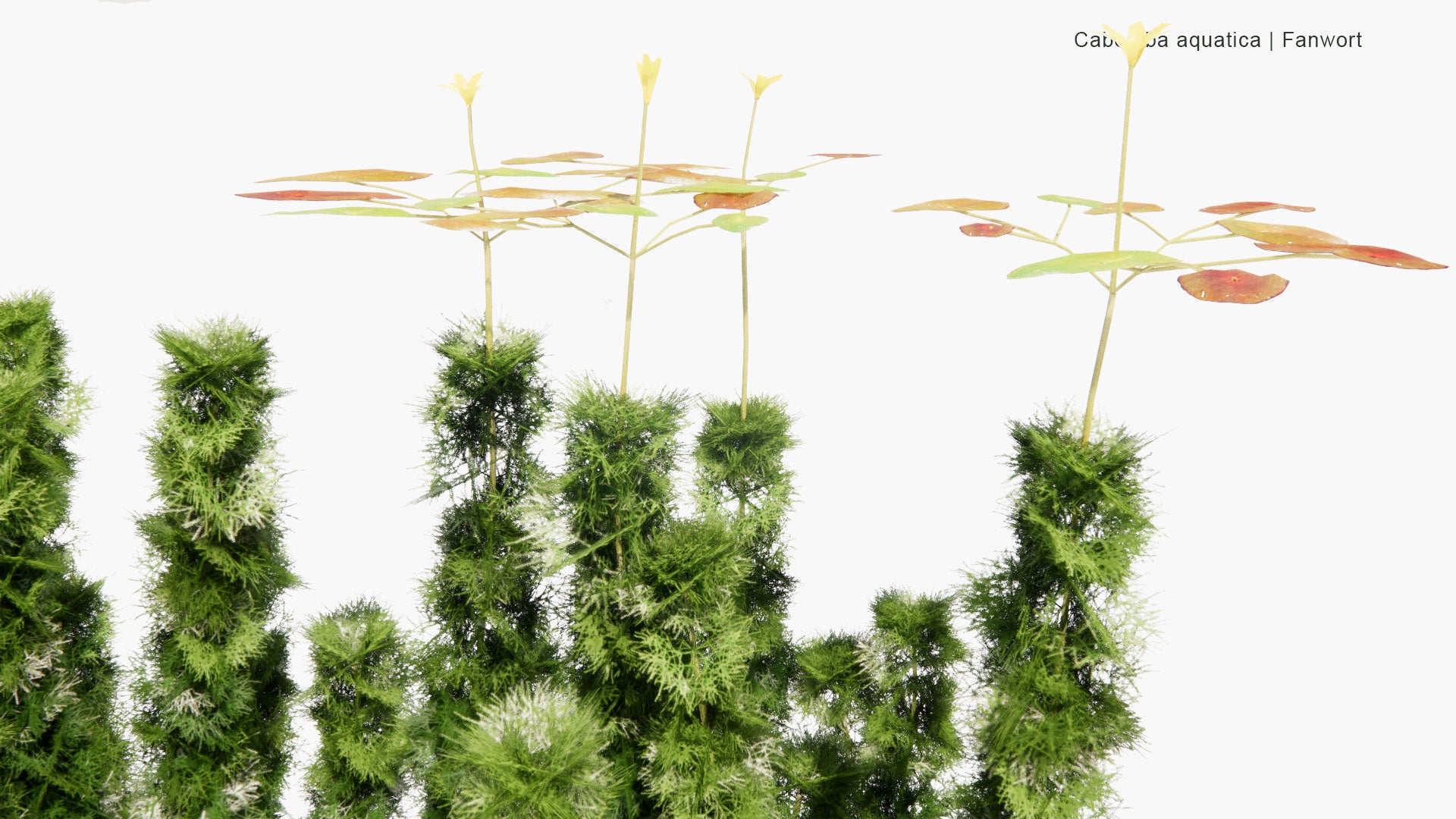 Low Poly Cabomba Aquatica - Fanwort (3D Model)