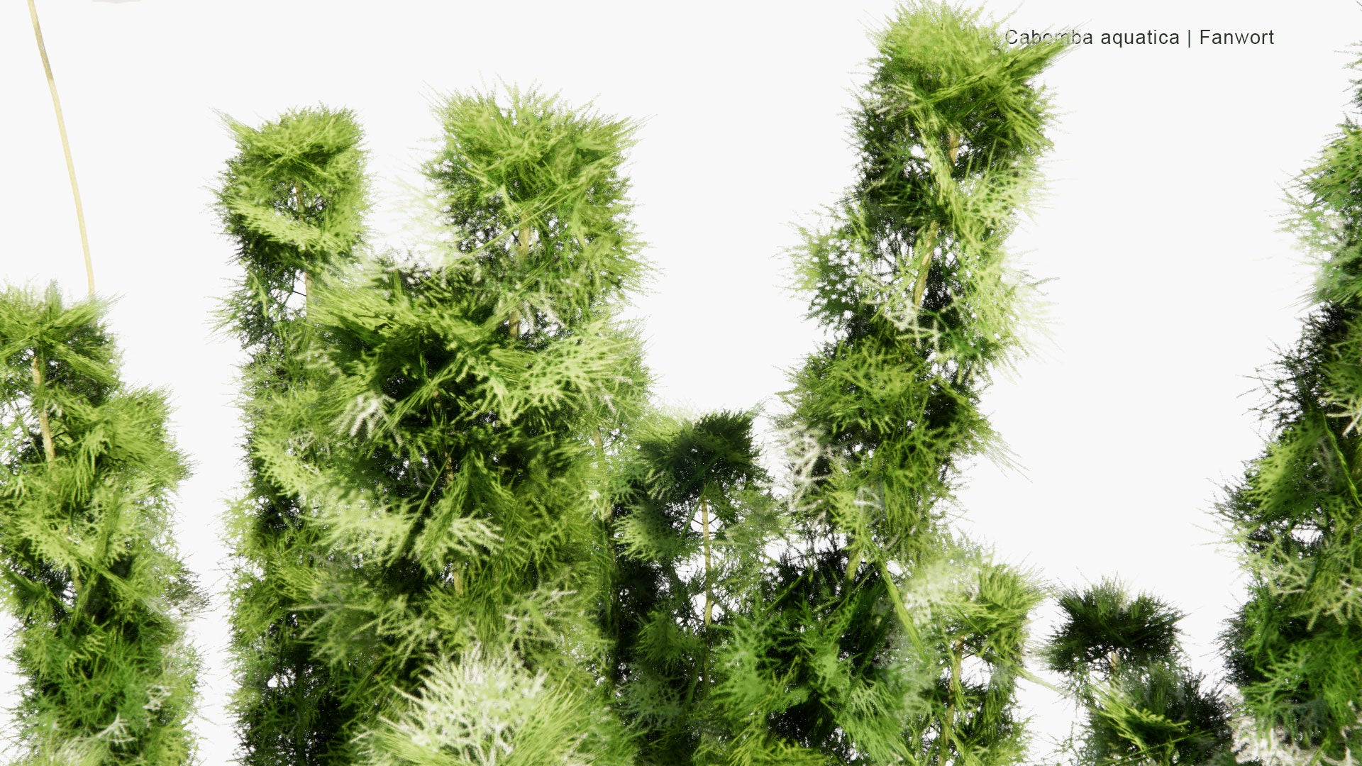 Low Poly Cabomba Aquatica - Fanwort (3D Model)