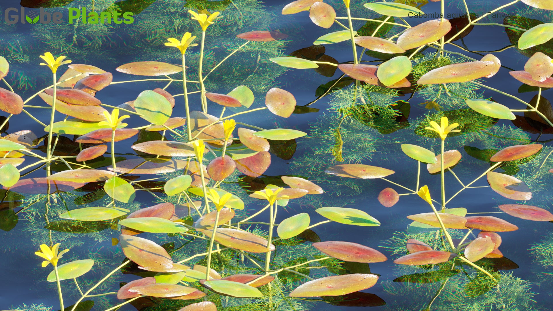 Cabomba Aquatica - Fanwort