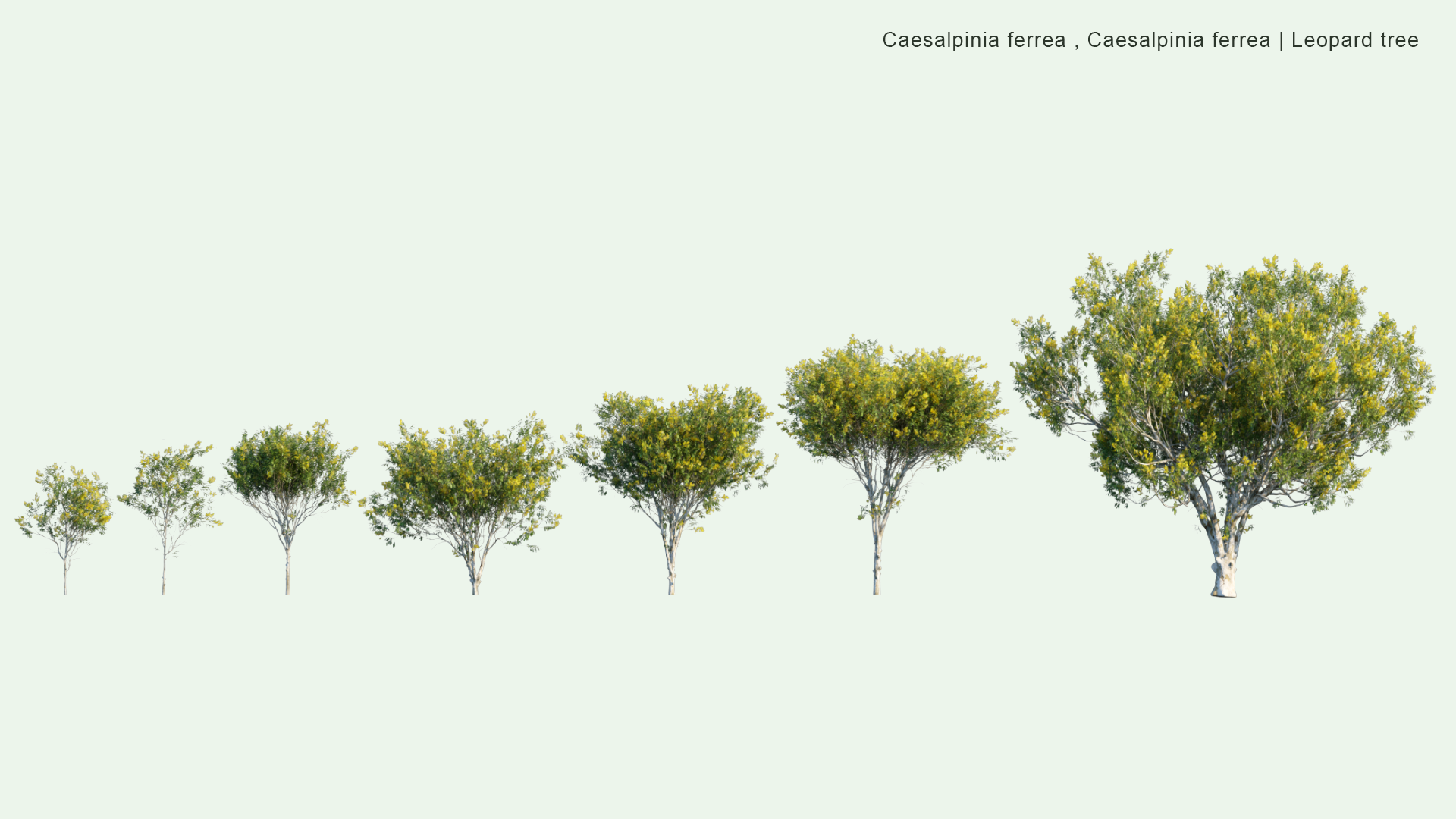 2D Caesalpinia Ferrea, Libidibia Ferrea - Leopard Tree, Morado, Brazilian Ironwood, Pau Ferro