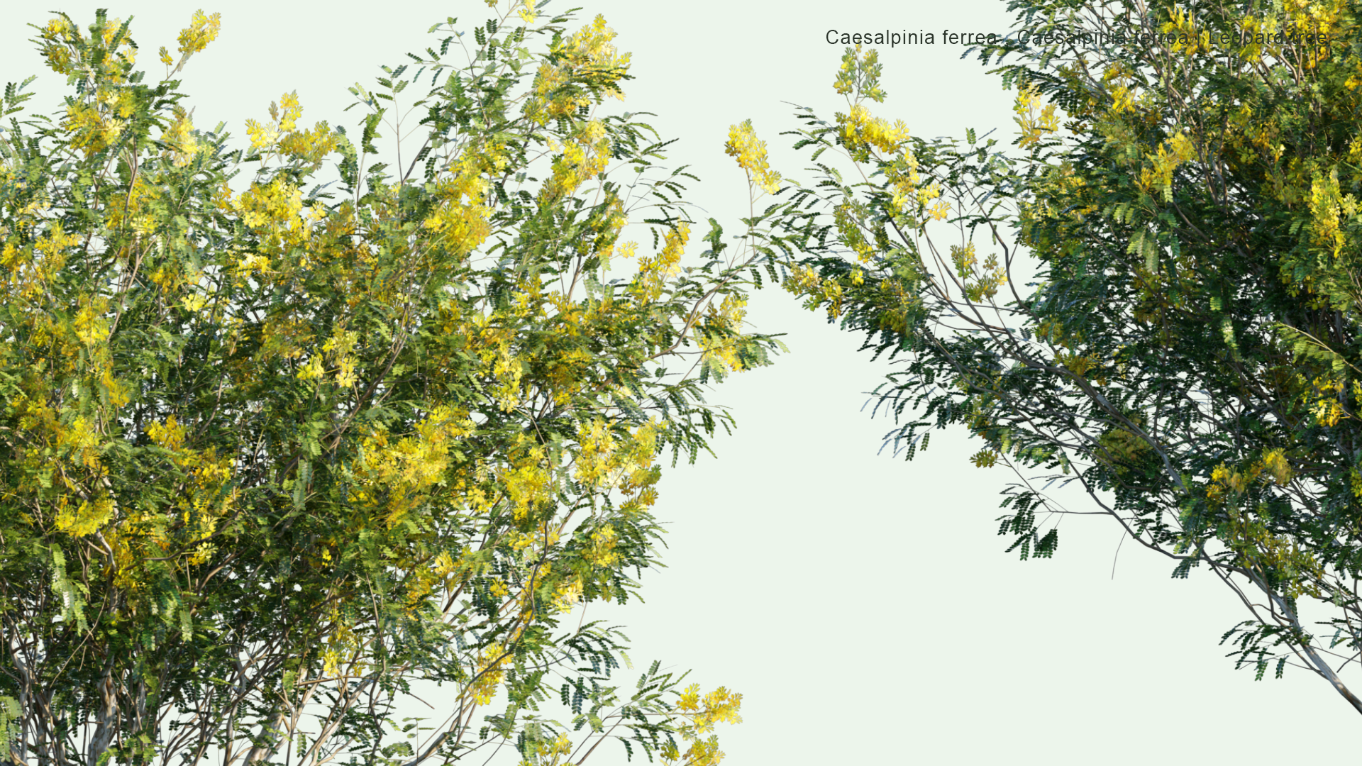 2D Caesalpinia Ferrea, Libidibia Ferrea - Leopard Tree, Morado, Brazilian Ironwood, Pau Ferro
