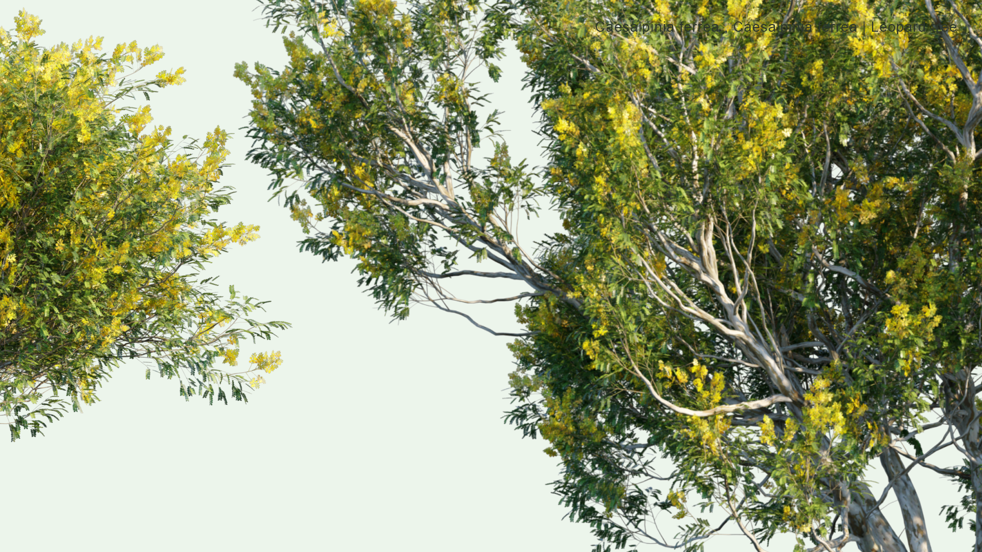 2D Caesalpinia Ferrea, Libidibia Ferrea - Leopard Tree, Morado, Brazilian Ironwood, Pau Ferro