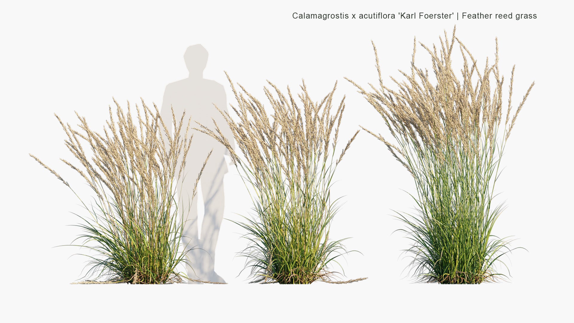 Calamagrostis x Acutiflora 'Karl Foerster' 3D Model