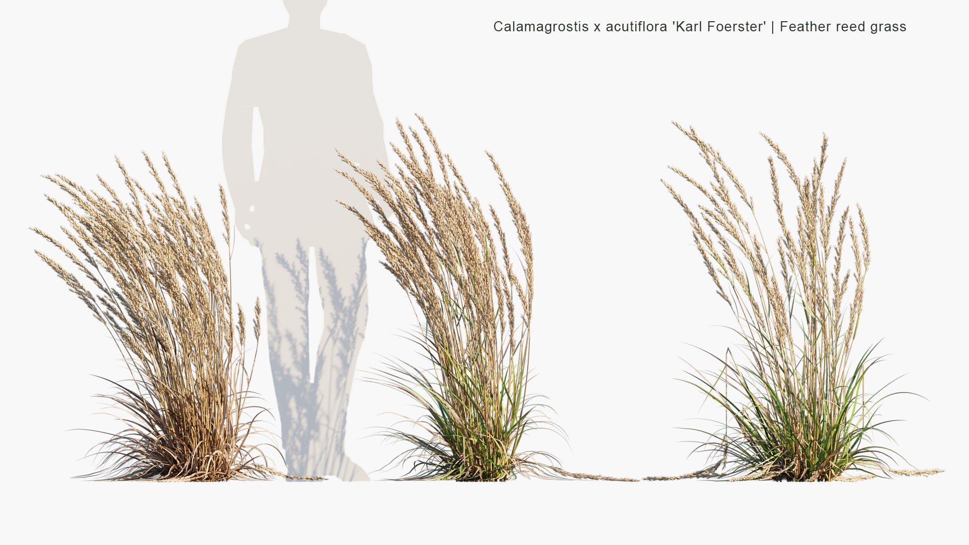 Calamagrostis x Acutiflora 'Karl Foerster' 3D Model