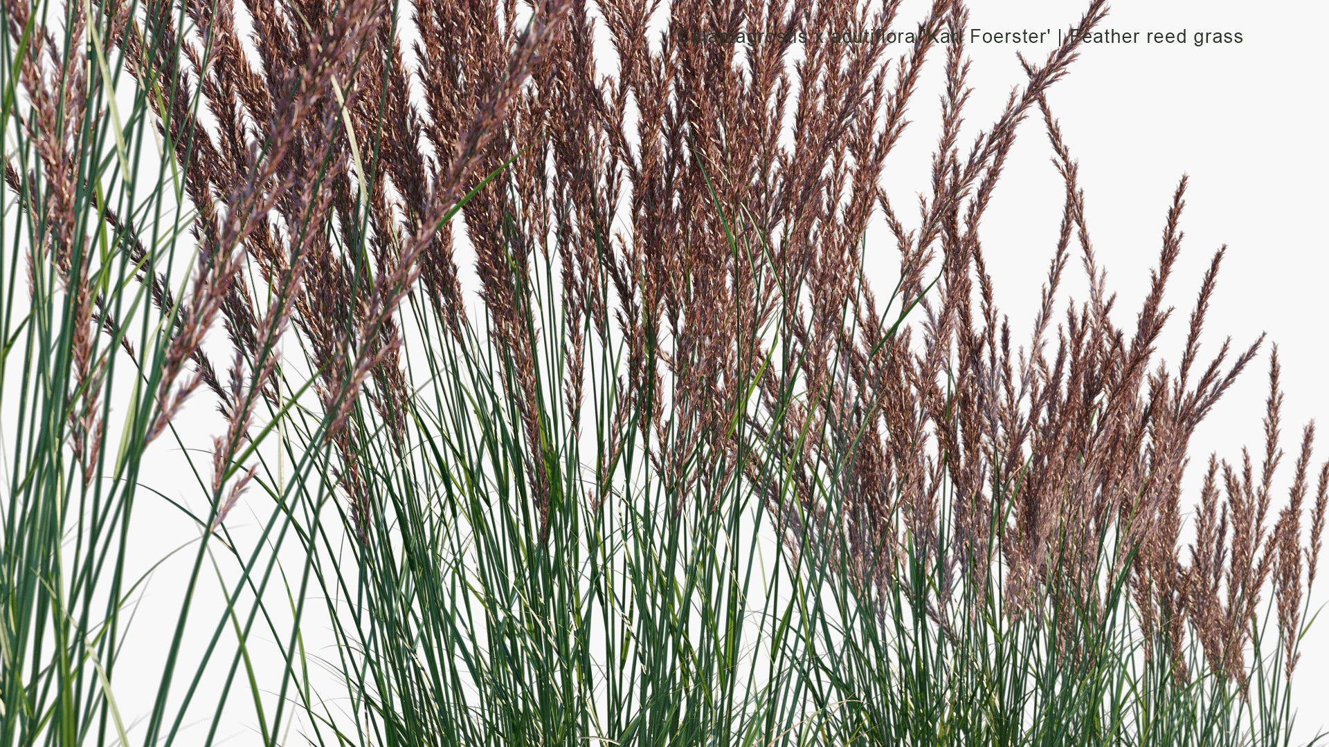 Calamagrostis x Acutiflora 'Karl Foerster' 3D Model