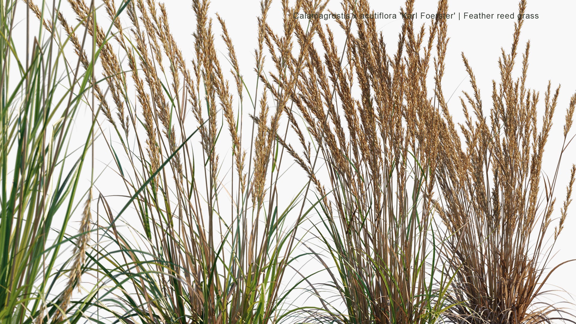 Calamagrostis x Acutiflora 'Karl Foerster' 3D Model