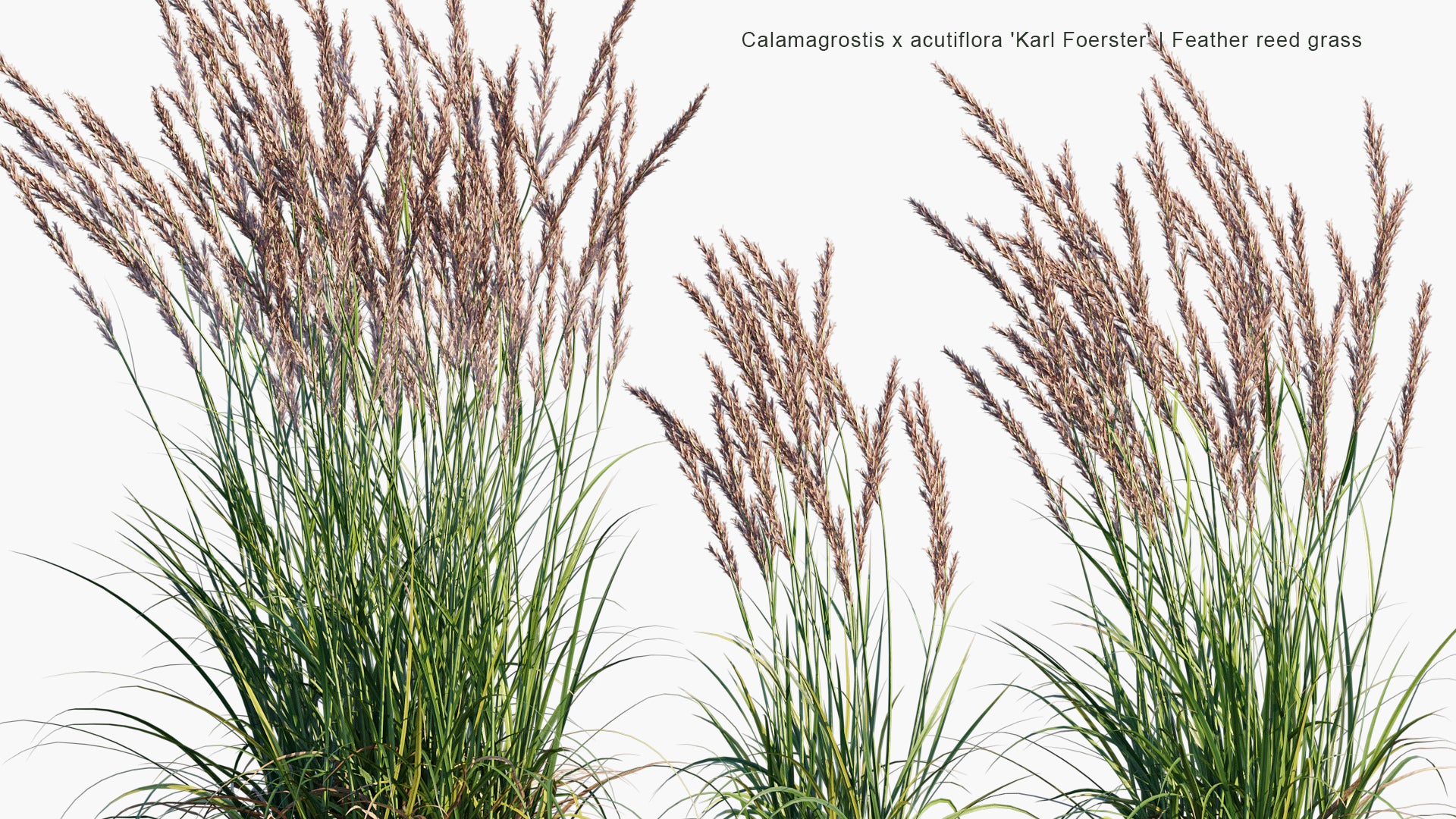 Calamagrostis x Acutiflora 'Karl Foerster' 3D Model