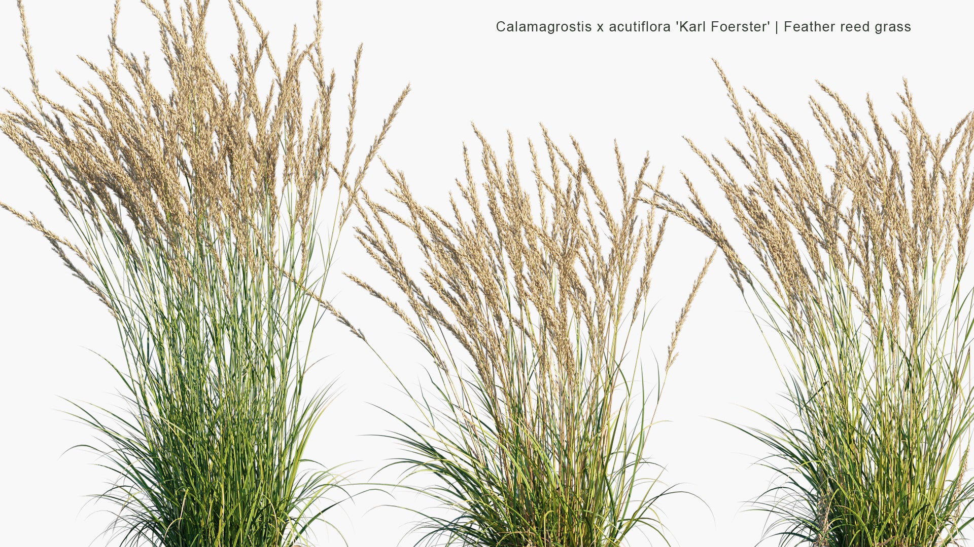 Calamagrostis x Acutiflora 'Karl Foerster' 3D Model