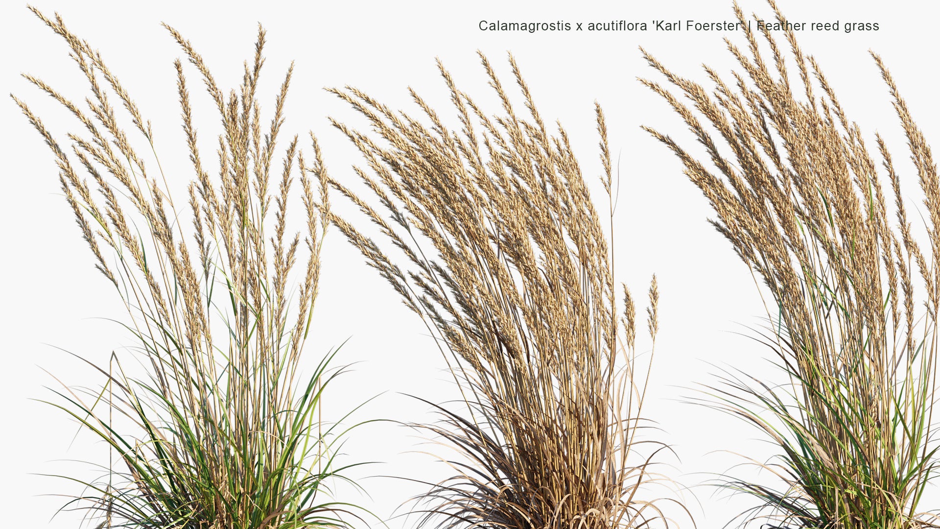 Calamagrostis x Acutiflora 'Karl Foerster' 3D Model