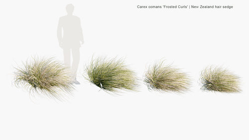 Carex Comans 'Frosted Curls' 