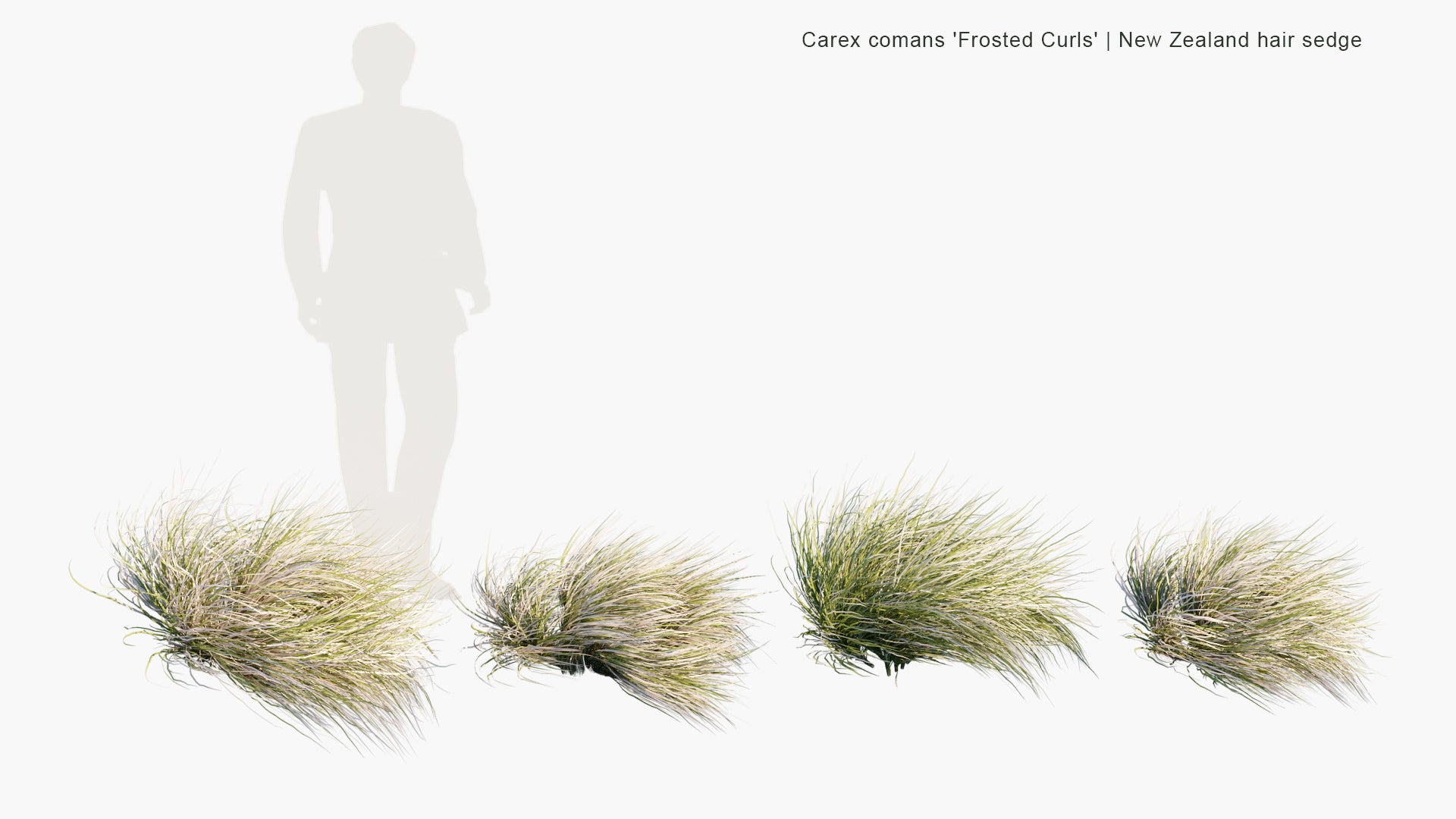 Carex Comans 'Frosted Curls' 3D Model