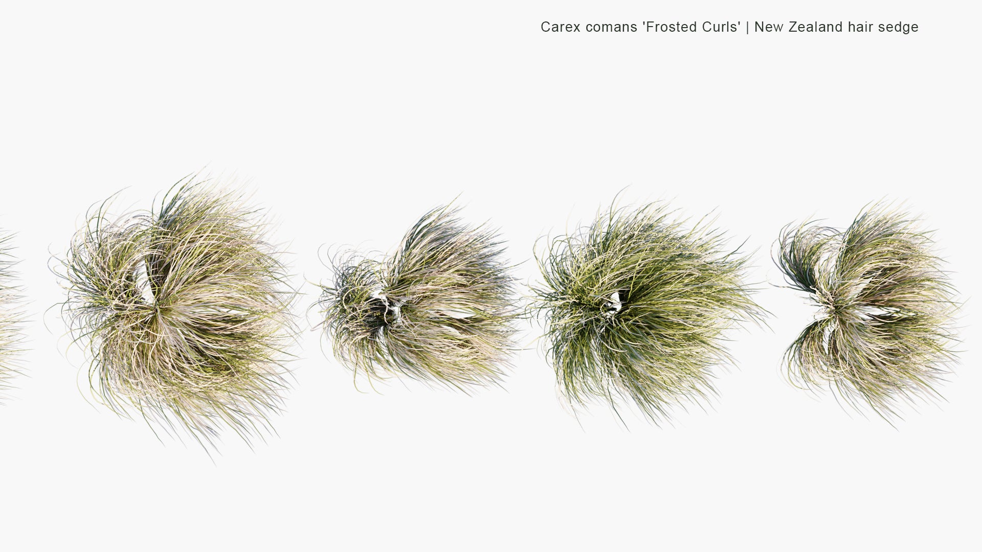 Carex Comans 'Frosted Curls' 3D Model