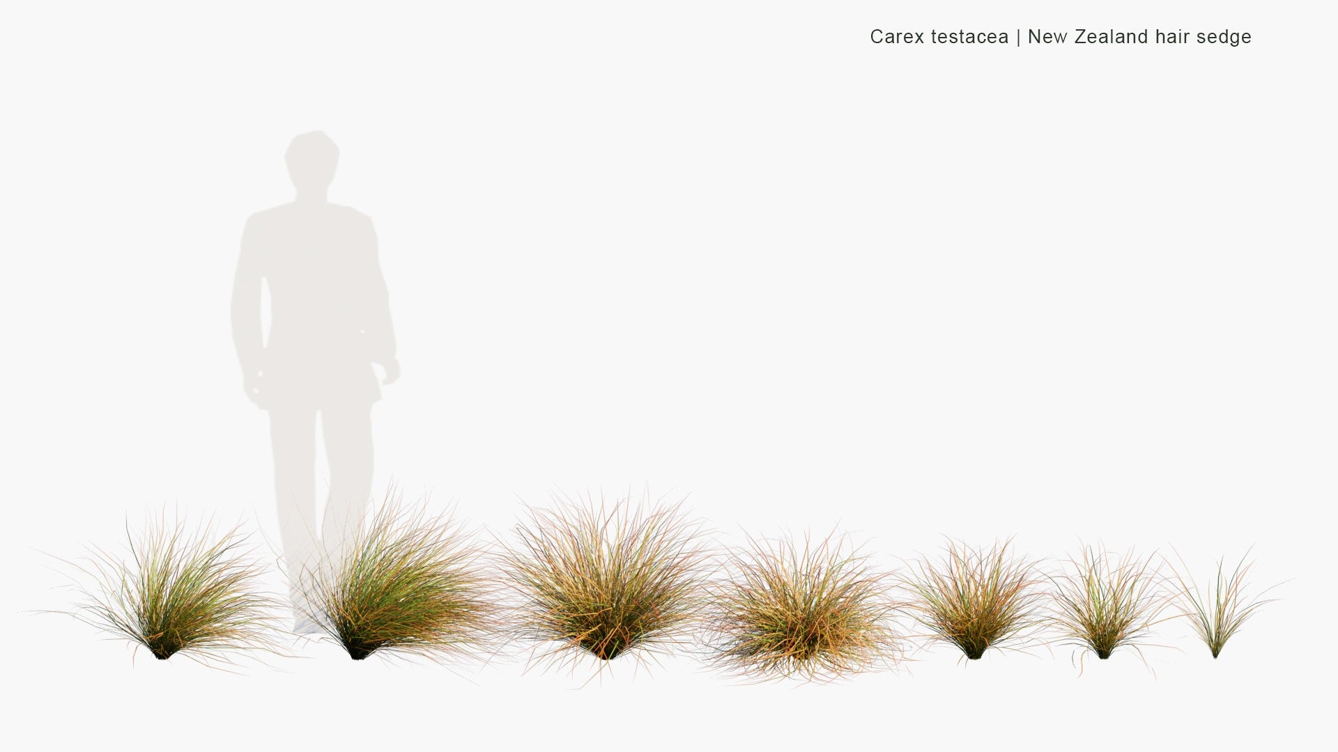 Low Poly Carex Testacea - New Zealand Hair Sedge (3D Model)