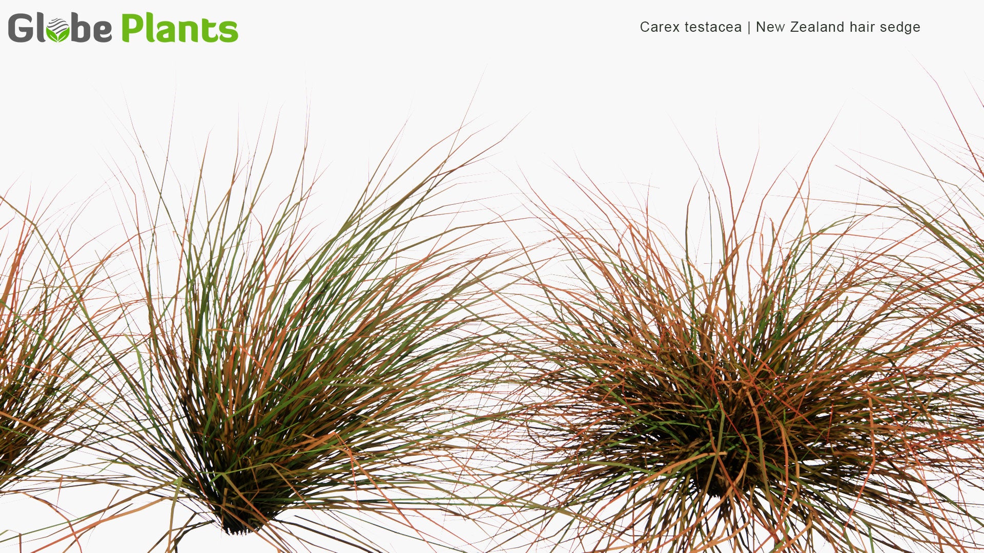 Low Poly Carex Testacea - New Zealand Hair Sedge (3D Model)