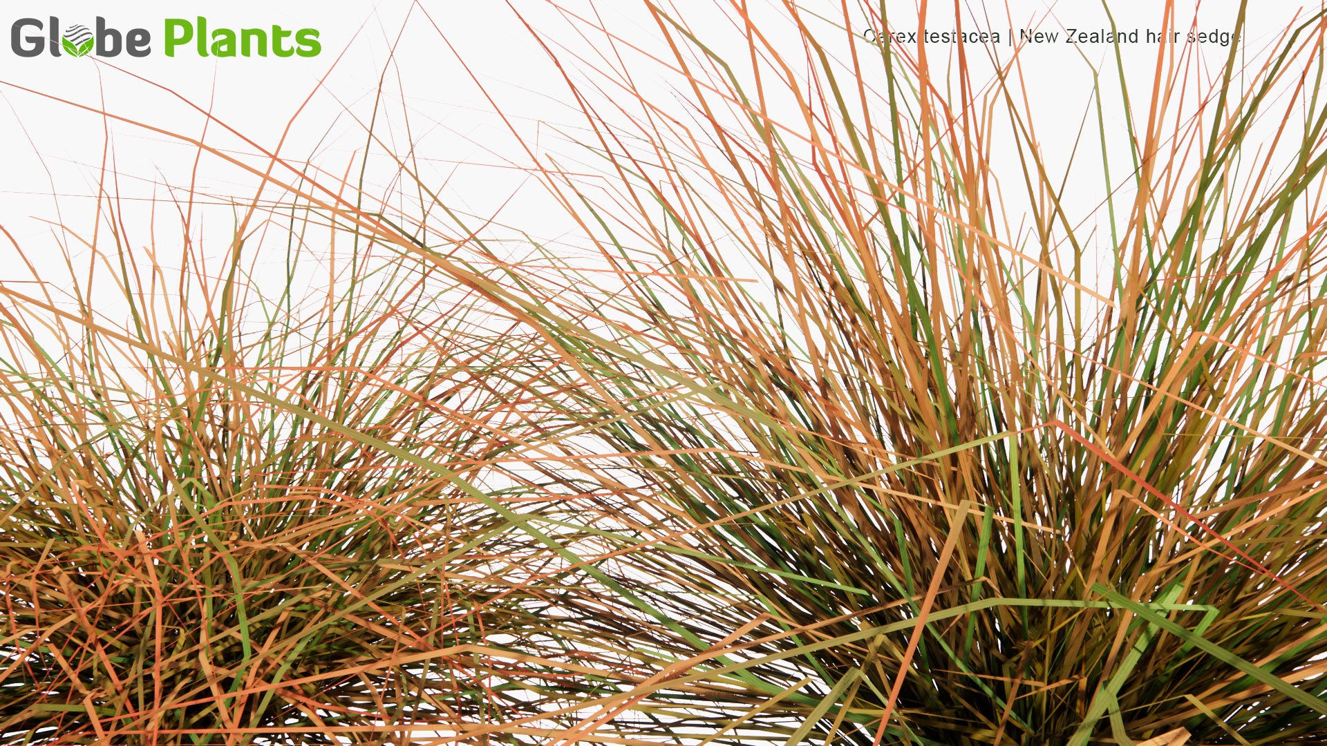 Low Poly Carex Testacea - New Zealand Hair Sedge (3D Model)