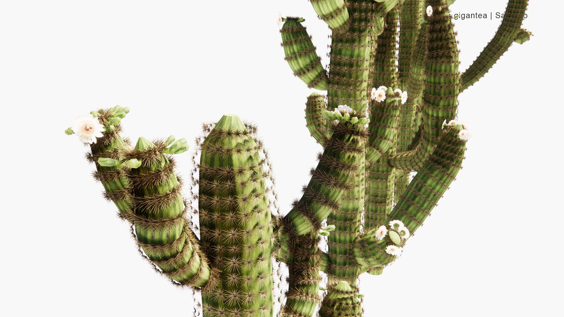 Low Poly Carnegiea Gigantea - Saguaro (3D Model)