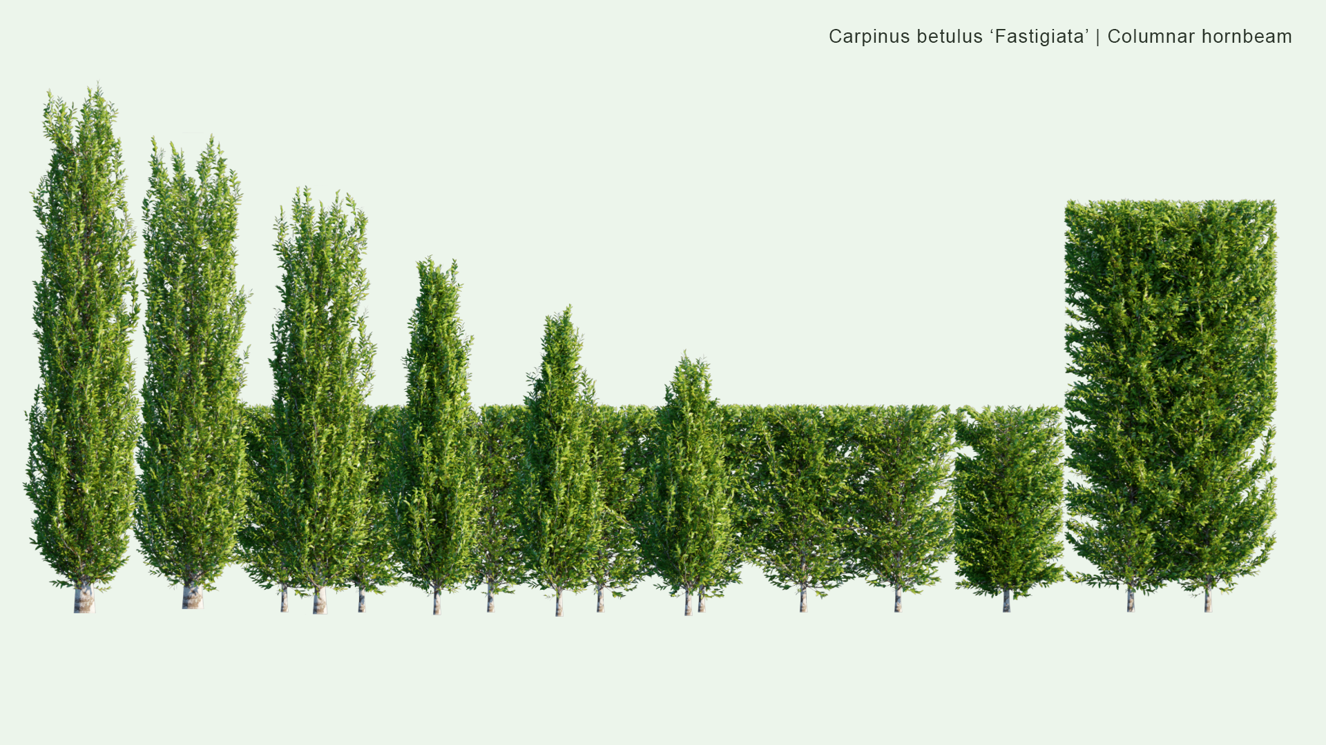 2D Carpinus Betulus ‘Fastigiata’ - Columnar Hornbeam