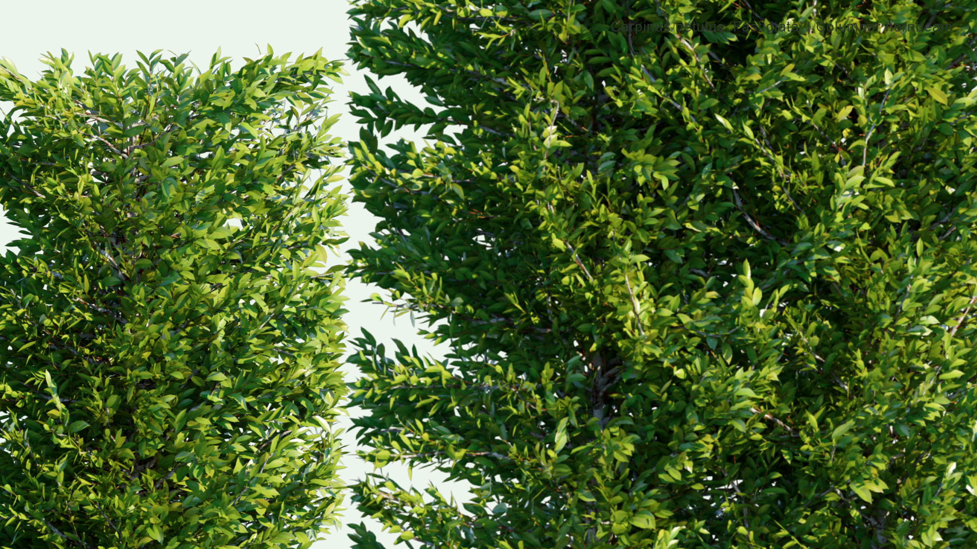 2D Carpinus Betulus ‘Fastigiata’ - Columnar Hornbeam