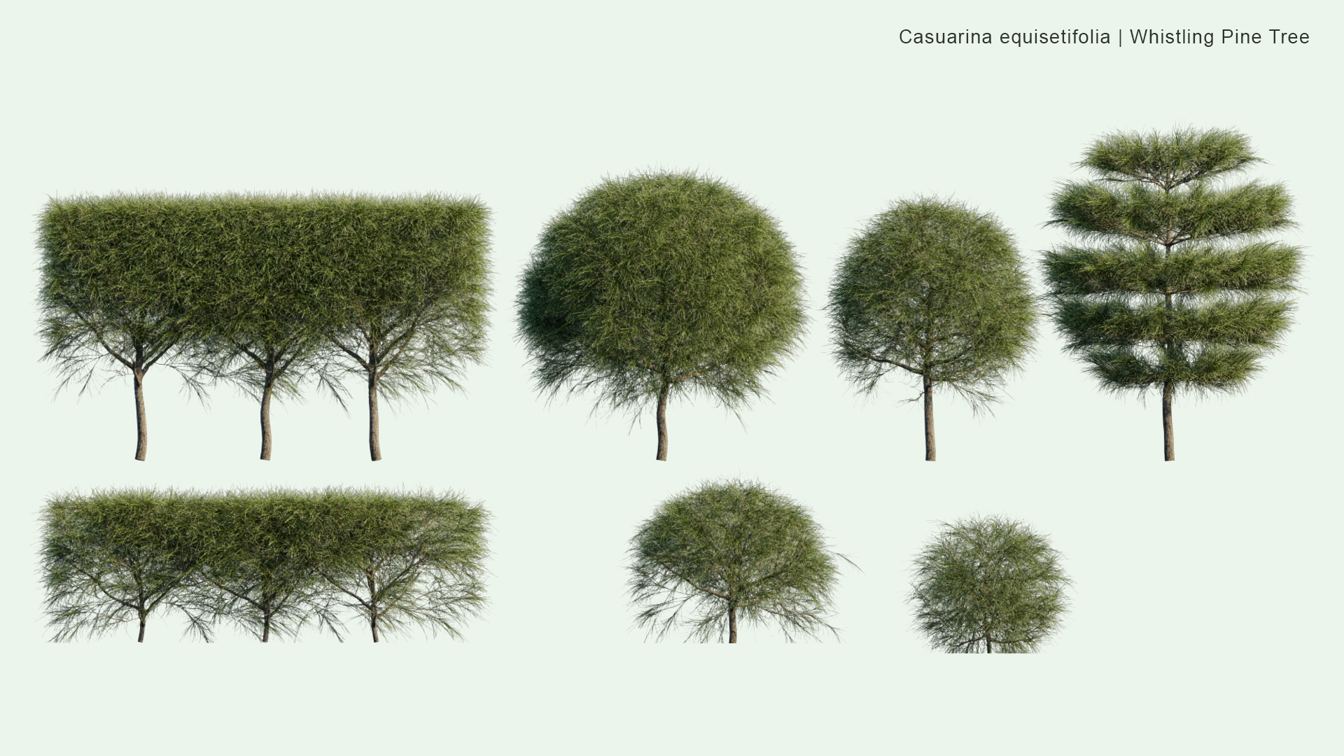 2D Casuarina Equisetifolia - Whistling Pine Tree, Agoho Pine, Australian Pine Tree