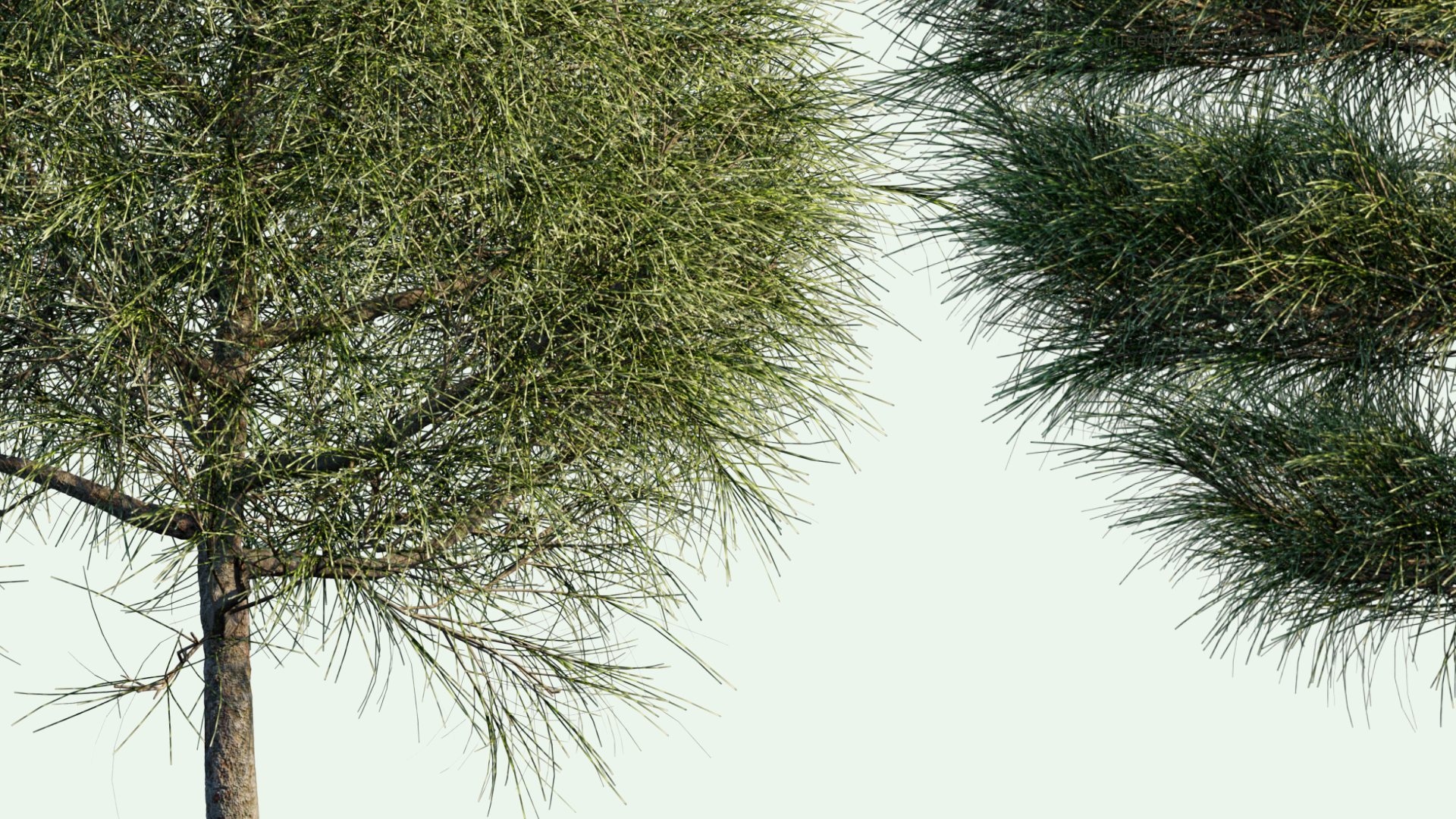 2D Casuarina Equisetifolia - Whistling Pine Tree, Agoho Pine, Australian Pine Tree