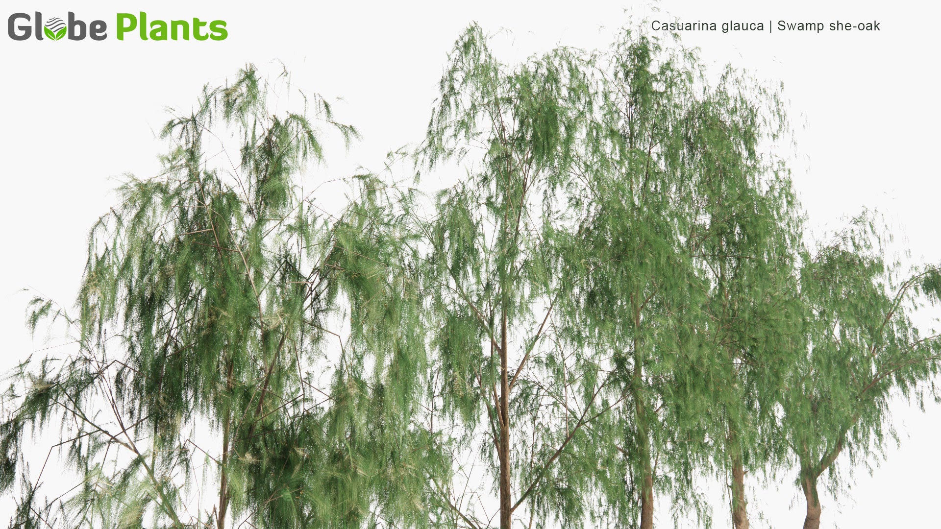 Low Poly Casuarina Glauca - Swamp She-Oak, Swamp Oak, Grey Oak, River Oak (3D Model)