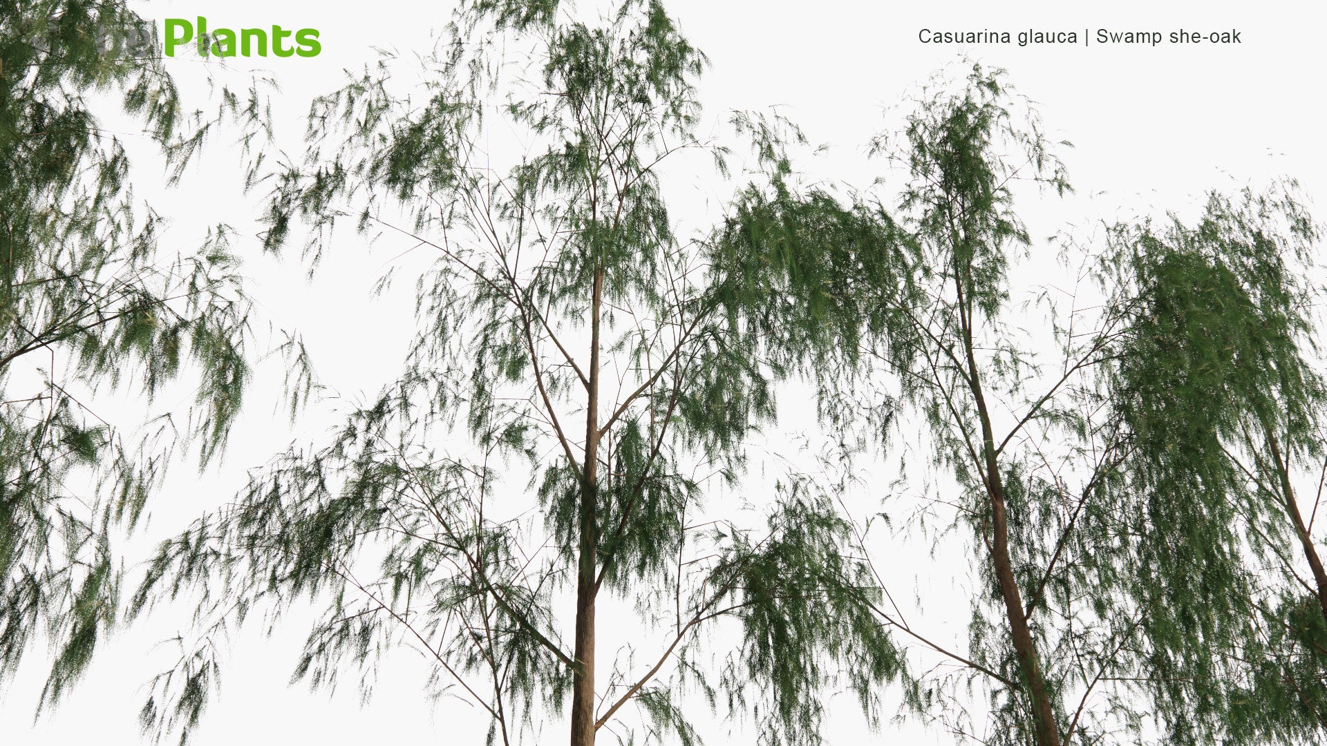 Low Poly Casuarina Glauca - Swamp She-Oak, Swamp Oak, Grey Oak, River Oak (3D Model)