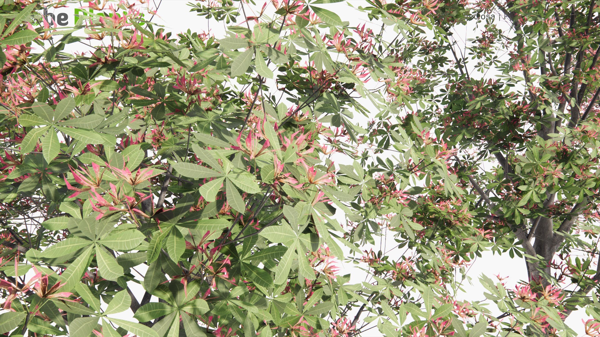 Low Poly Ceiba Speciosa - Silk Floss Tree (3D Model)