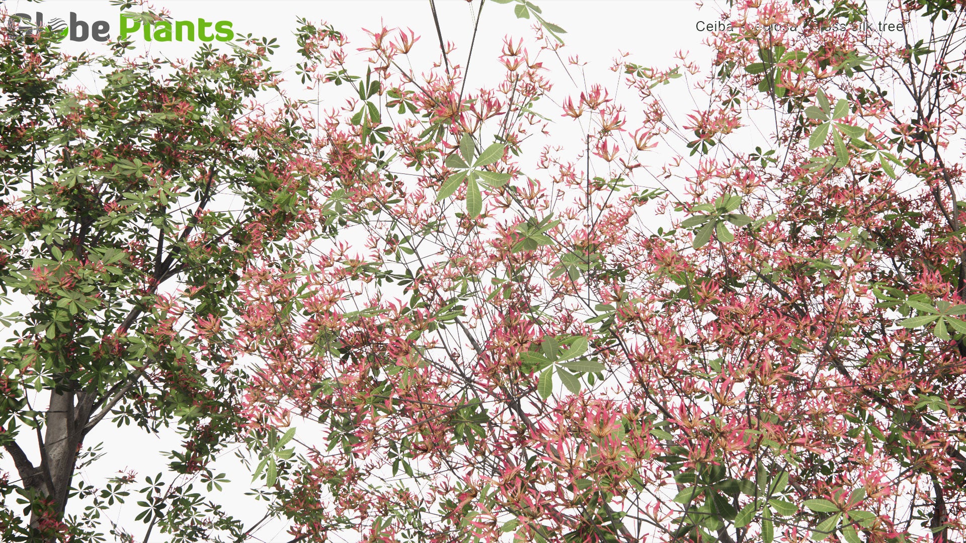 Low Poly Ceiba Speciosa - Silk Floss Tree (3D Model)