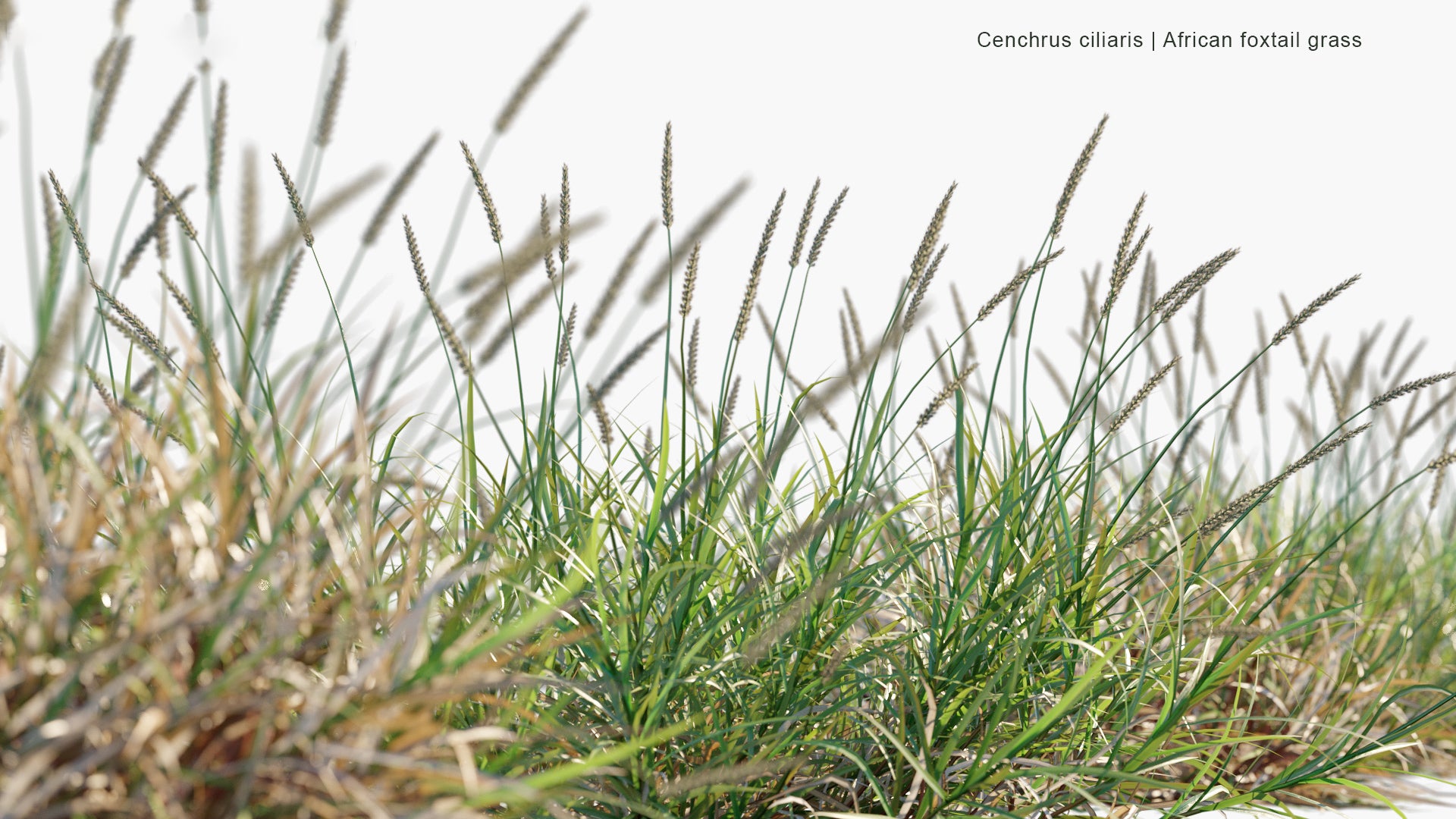 Cenchrus Ciliaris - African Foxtail Grass, Buffel-Grass, Dhaman Grass, Anjan Grass, Koluk Katai