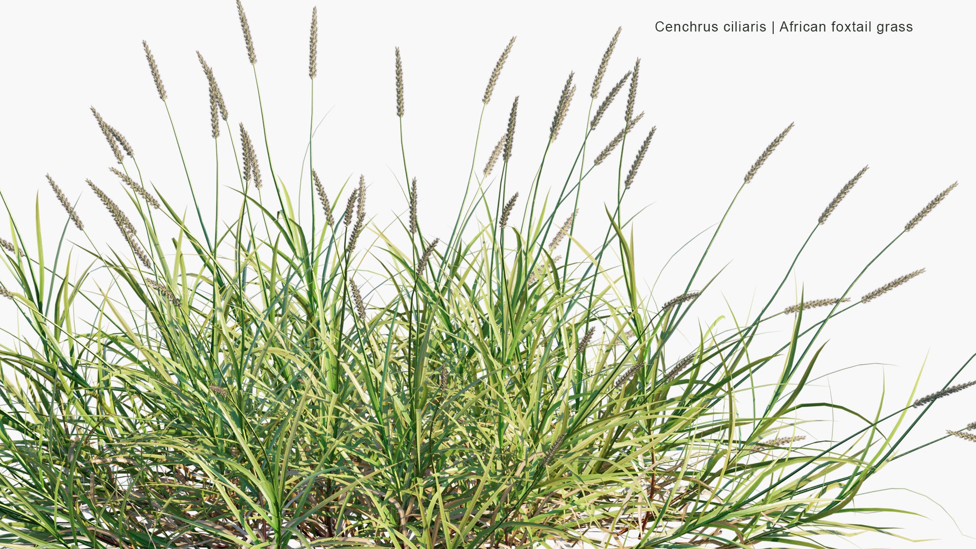 Cenchrus Ciliaris - African Foxtail Grass, Buffel-Grass, Dhaman Grass, Anjan Grass, Koluk Katai