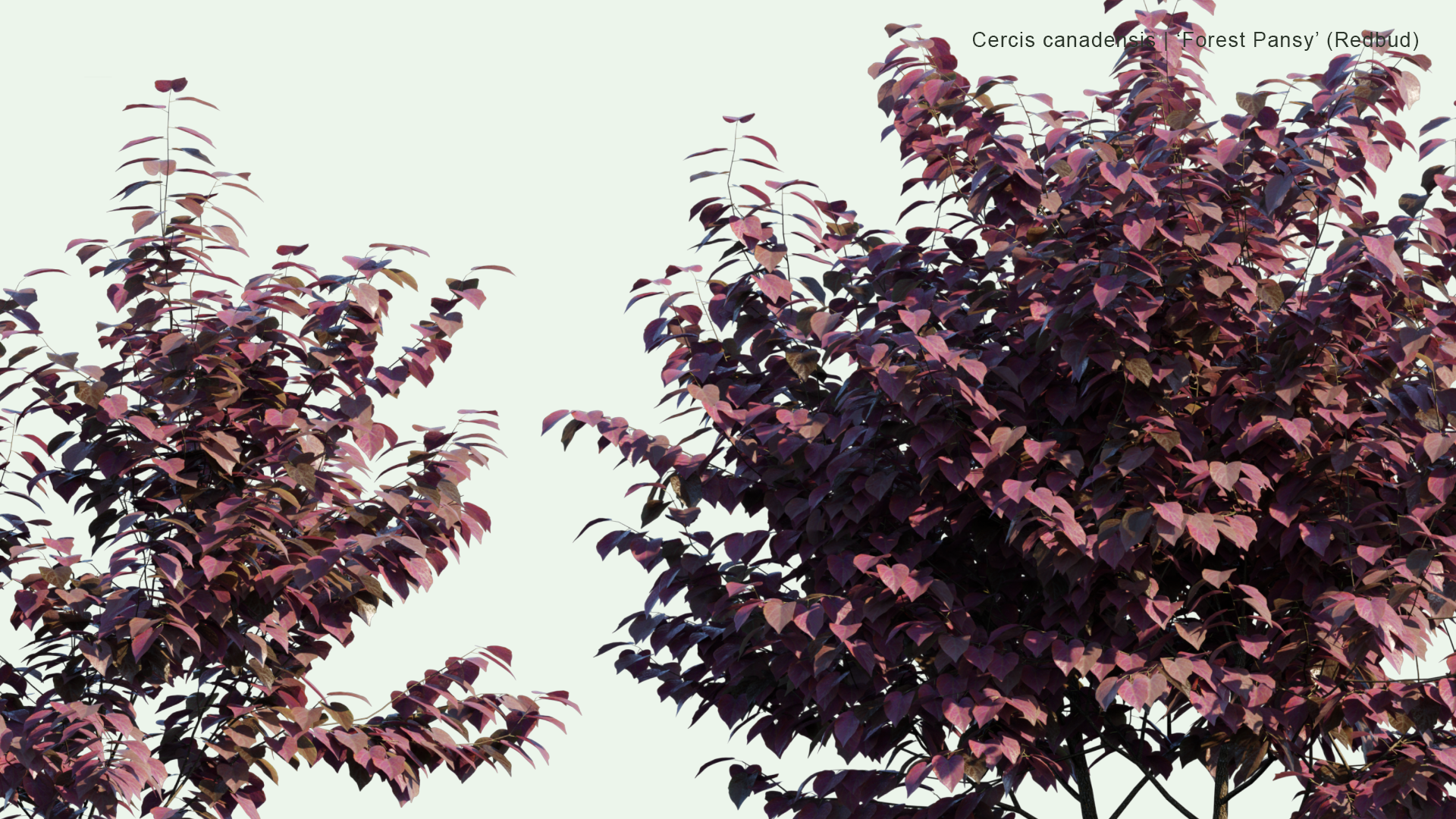 2D Cercis Canadensis - 'Forest Pansy' (Redbud)