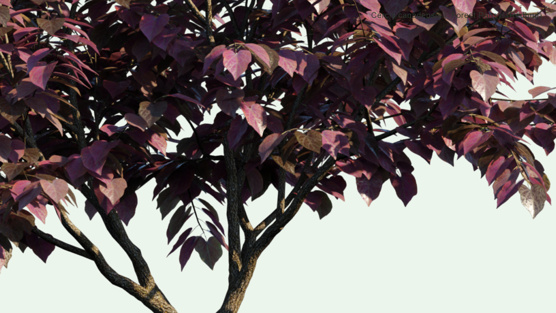 2D Cercis Canadensis - 'Forest Pansy' (Redbud)