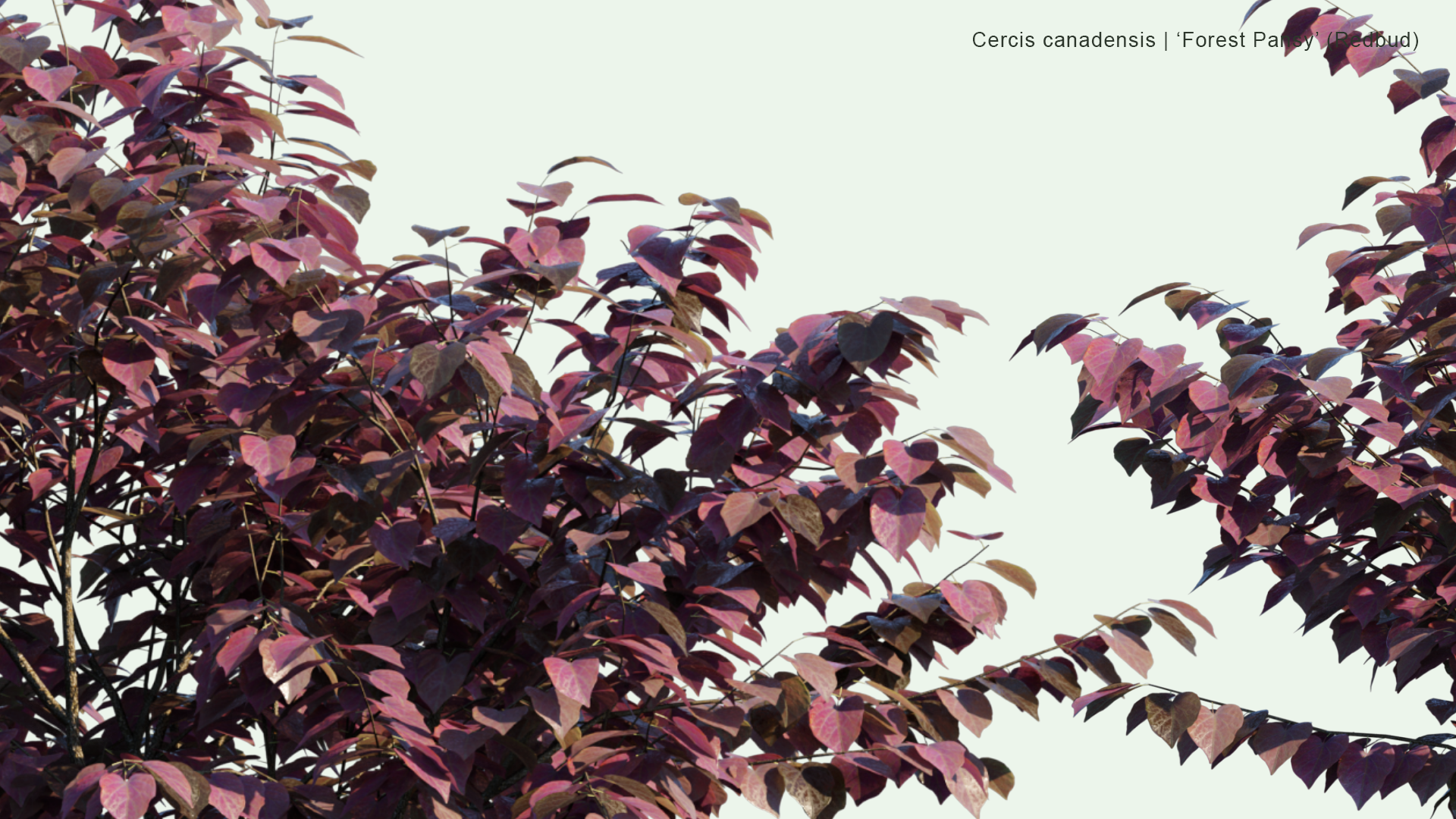 2D Cercis Canadensis - 'Forest Pansy' (Redbud)