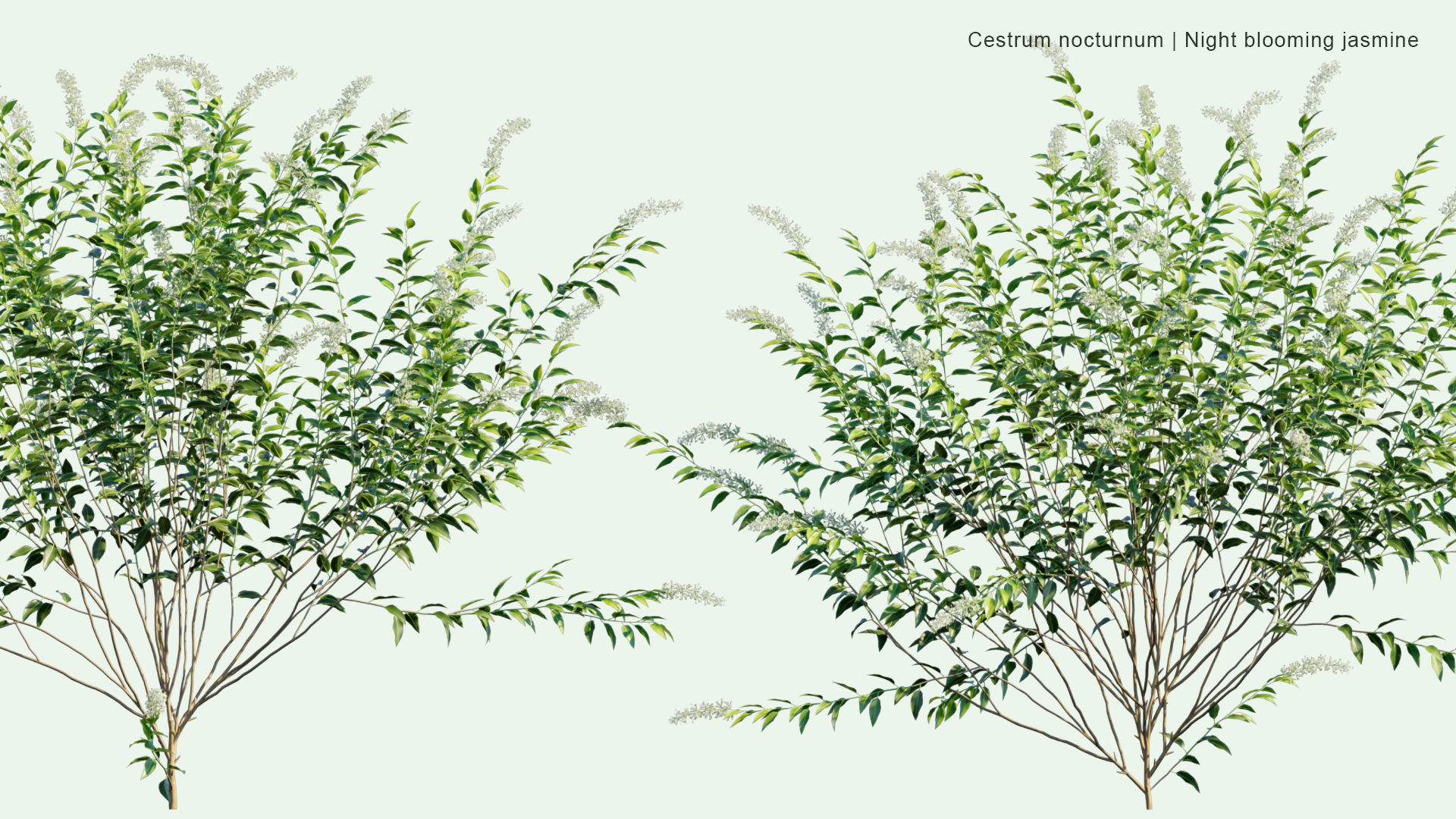 2D Cestrum Nocturnum - Night Blooming Jasmine