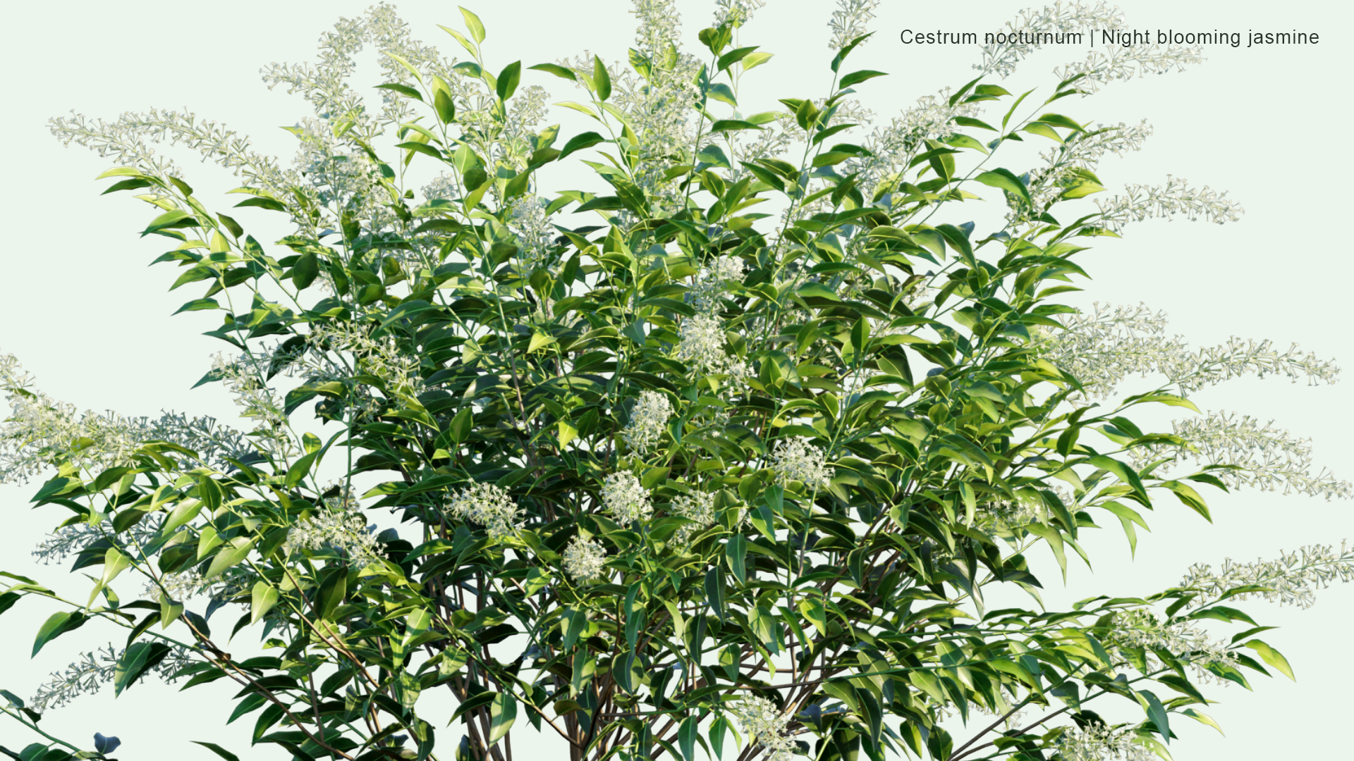 2D Cestrum Nocturnum - Night Blooming Jasmine