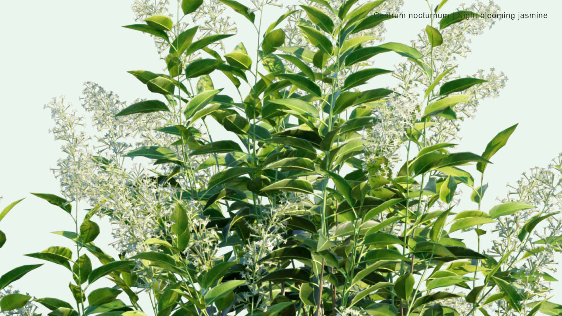 2D Cestrum Nocturnum - Night Blooming Jasmine