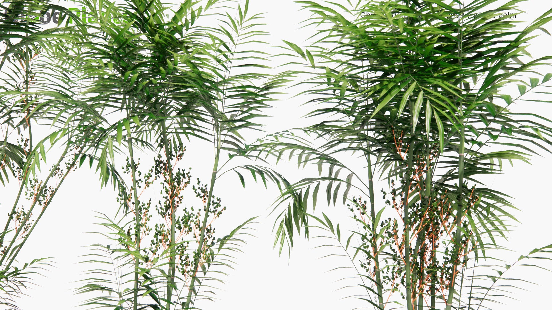 Low Poly Chamaedorea Costaricana - Pacaya Palm, Costa Rica Bamboo Palm (3D Model)