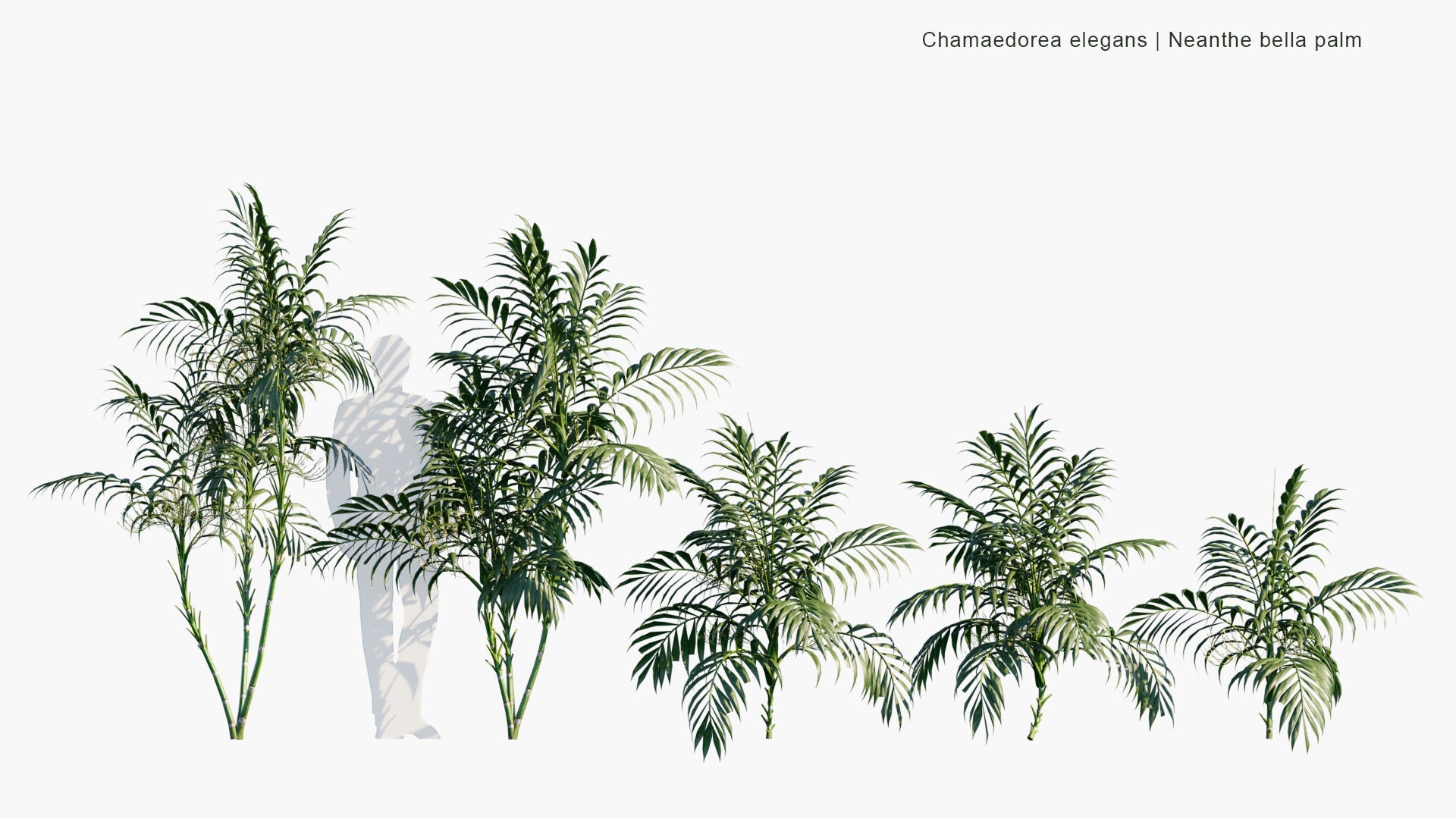 Low Poly Chamaedorea Elegans - Neanthe Bella Palm, Parlour Palm (3D Model)