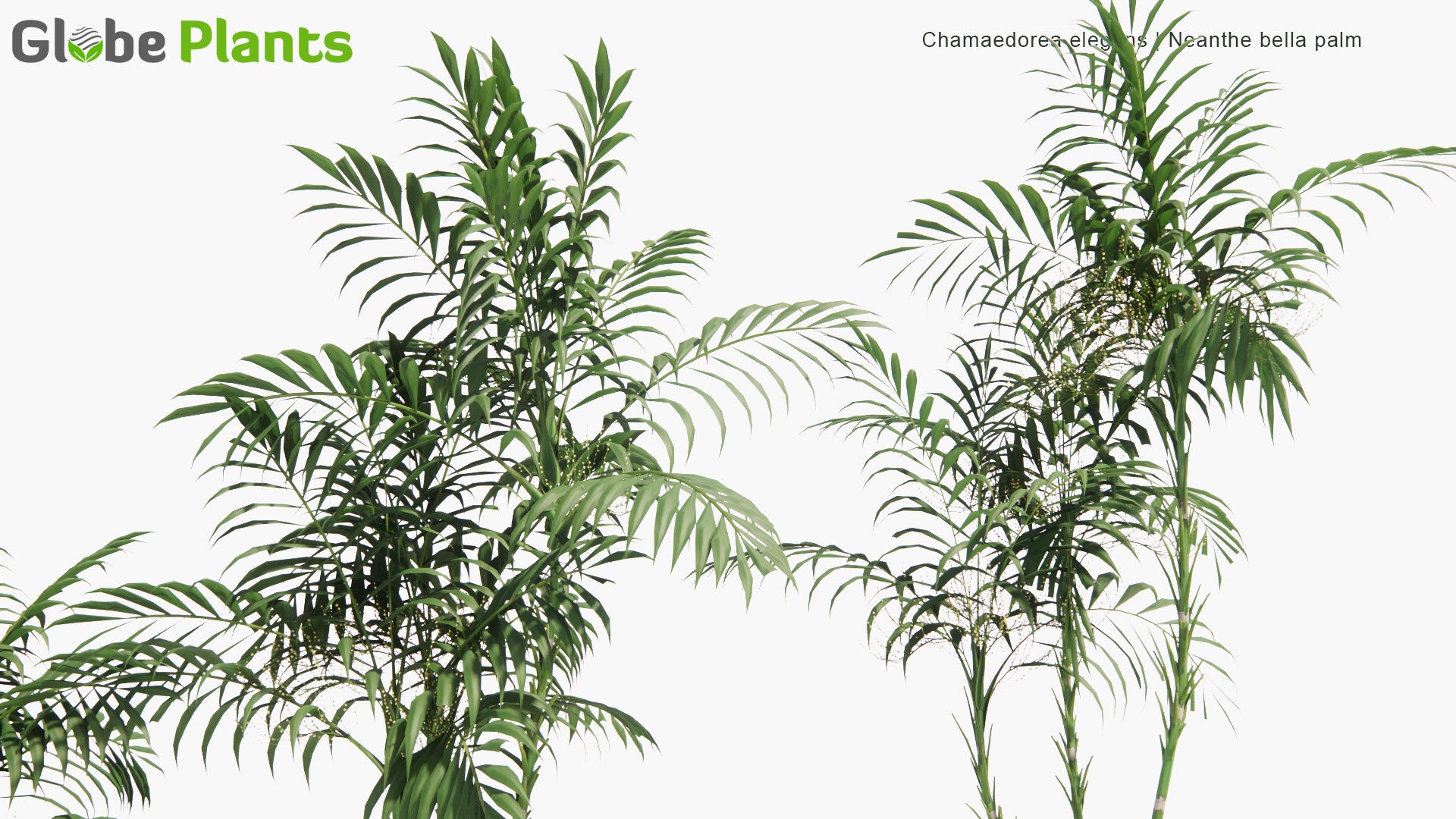 Low Poly Chamaedorea Elegans - Neanthe Bella Palm, Parlour Palm (3D Model)