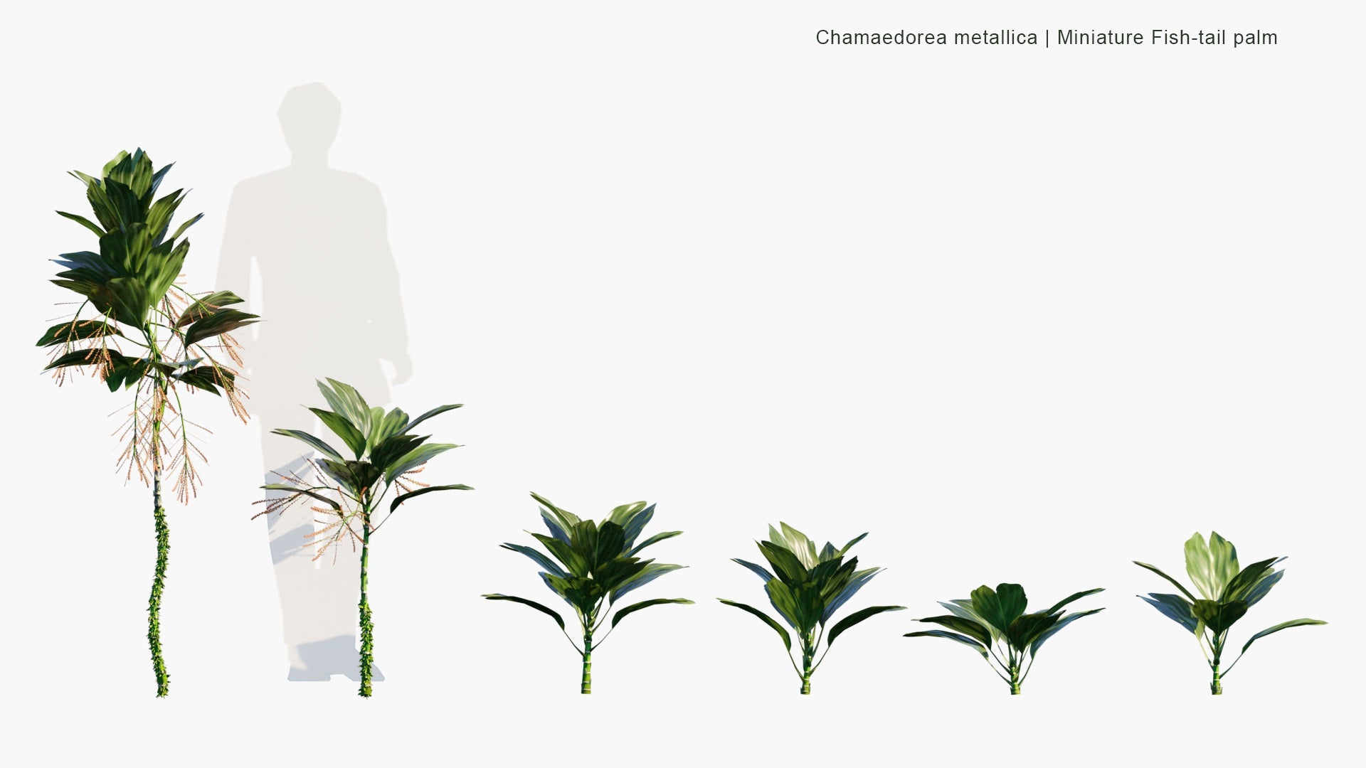 Low Poly Chamaedorea Metallica - Miniature Fish-Tail Palm (3D Model)