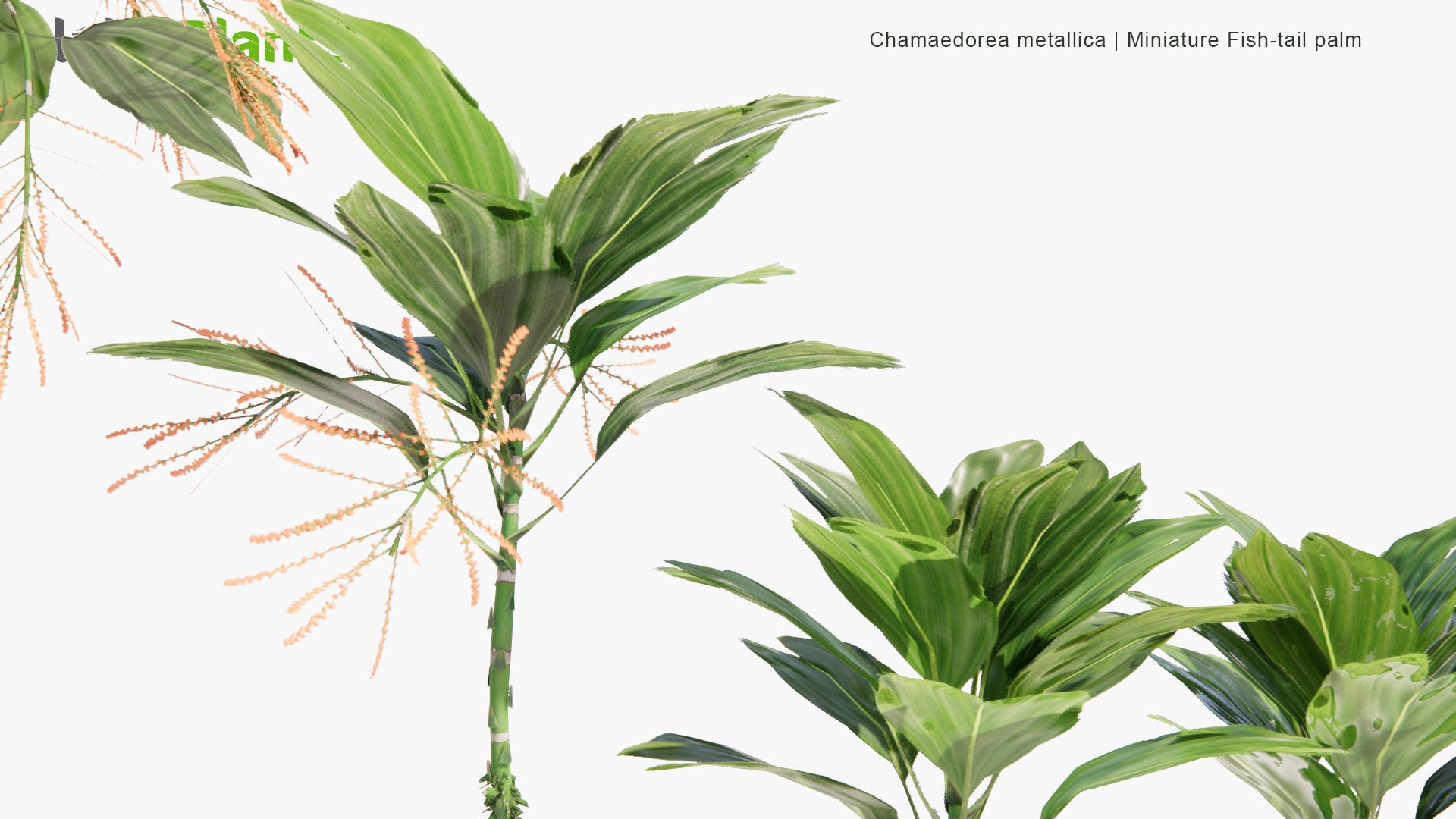 Low Poly Chamaedorea Metallica - Miniature Fish-Tail Palm (3D Model)