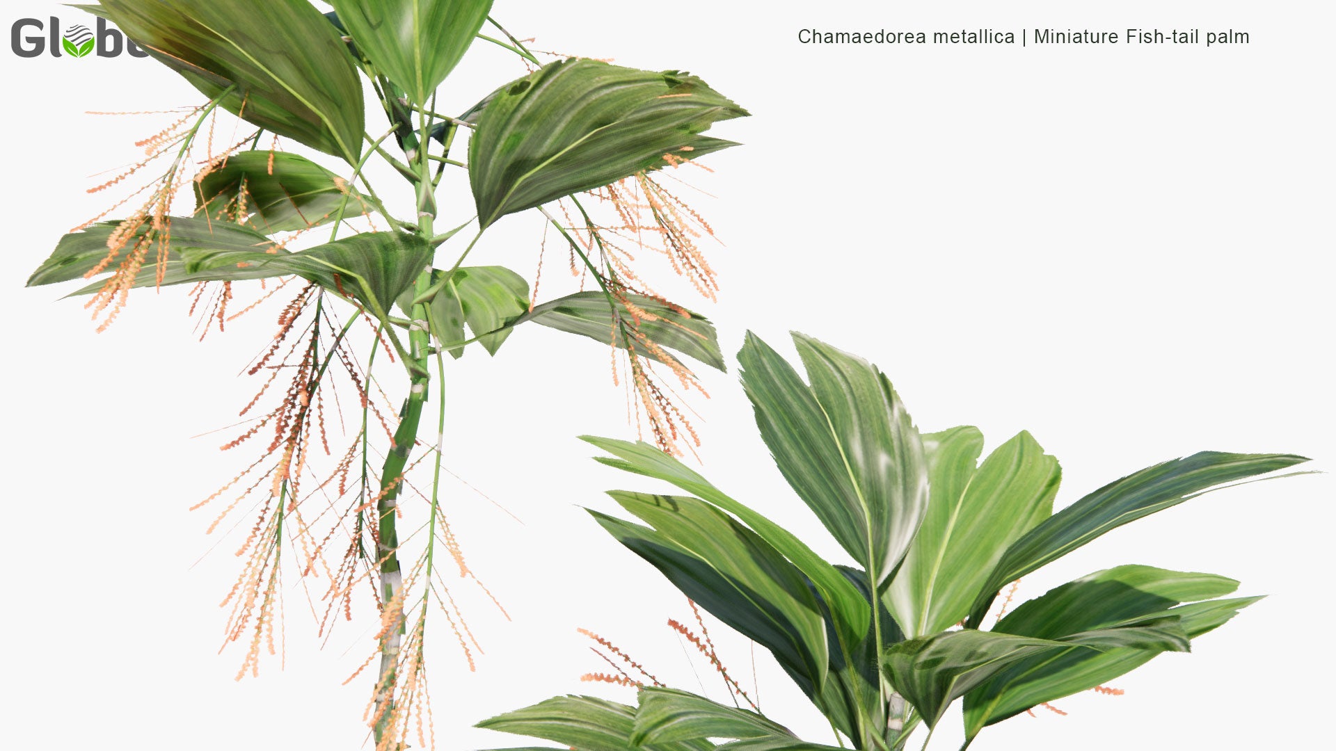Low Poly Chamaedorea Metallica - Miniature Fish-Tail Palm (3D Model)