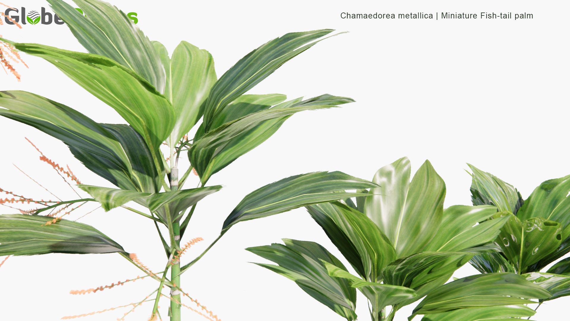 Low Poly Chamaedorea Metallica - Miniature Fish-Tail Palm (3D Model)